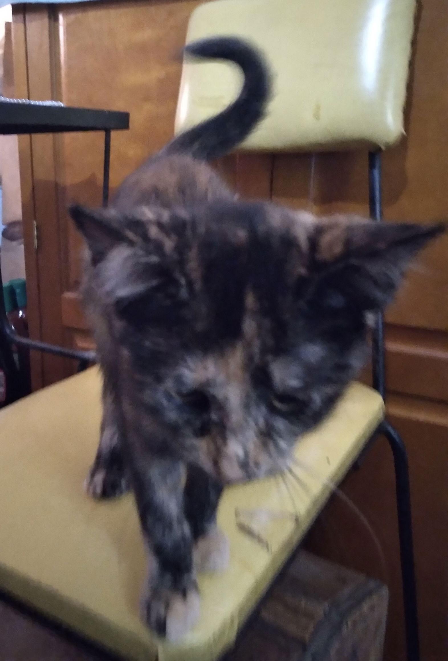 Enlarge Millie, a Adopted Tortoiseshell in Alpharetta, GA image 2/3