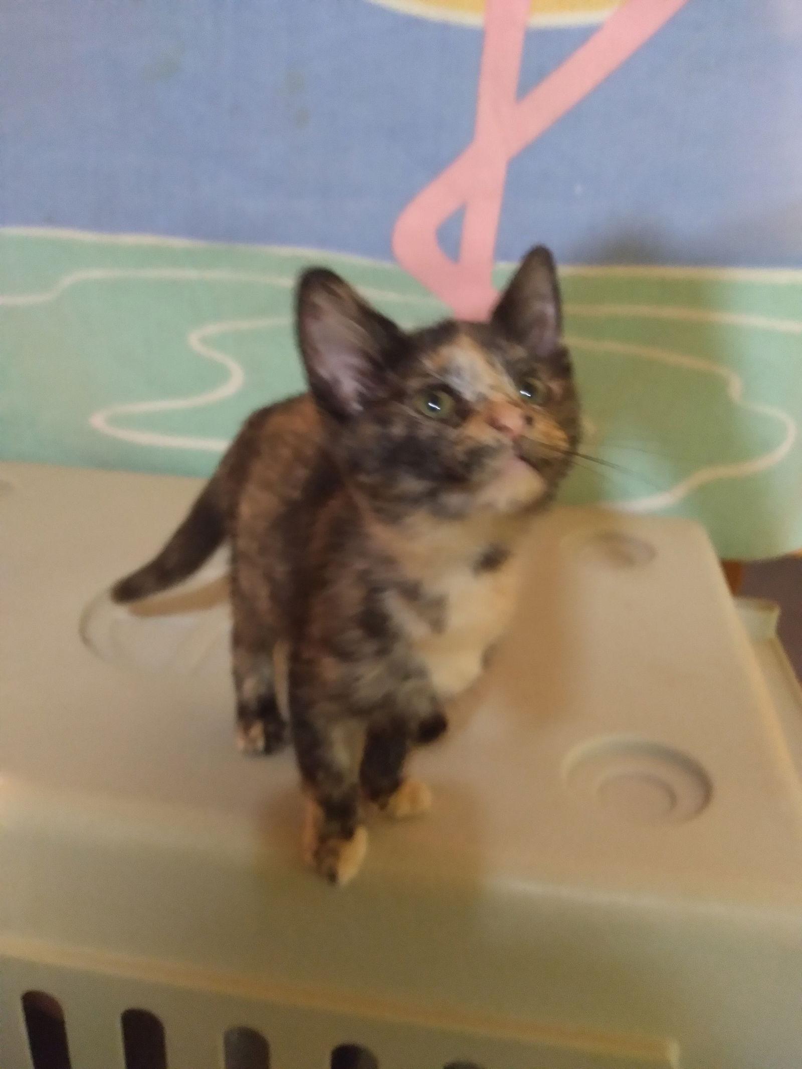 Enlarge Millie, a Adopted Tortoiseshell in Alpharetta, GA image 3/3