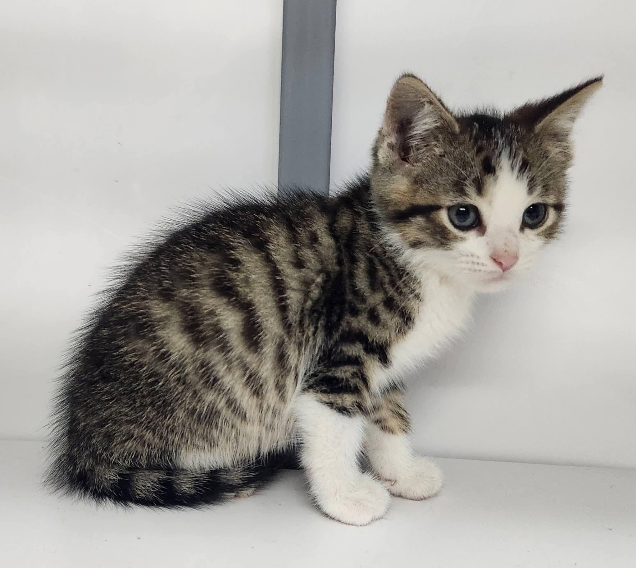 Enlarge Ash, a ADOPTABLE Domestic Short Hair in Keokuk, IA image 1/2