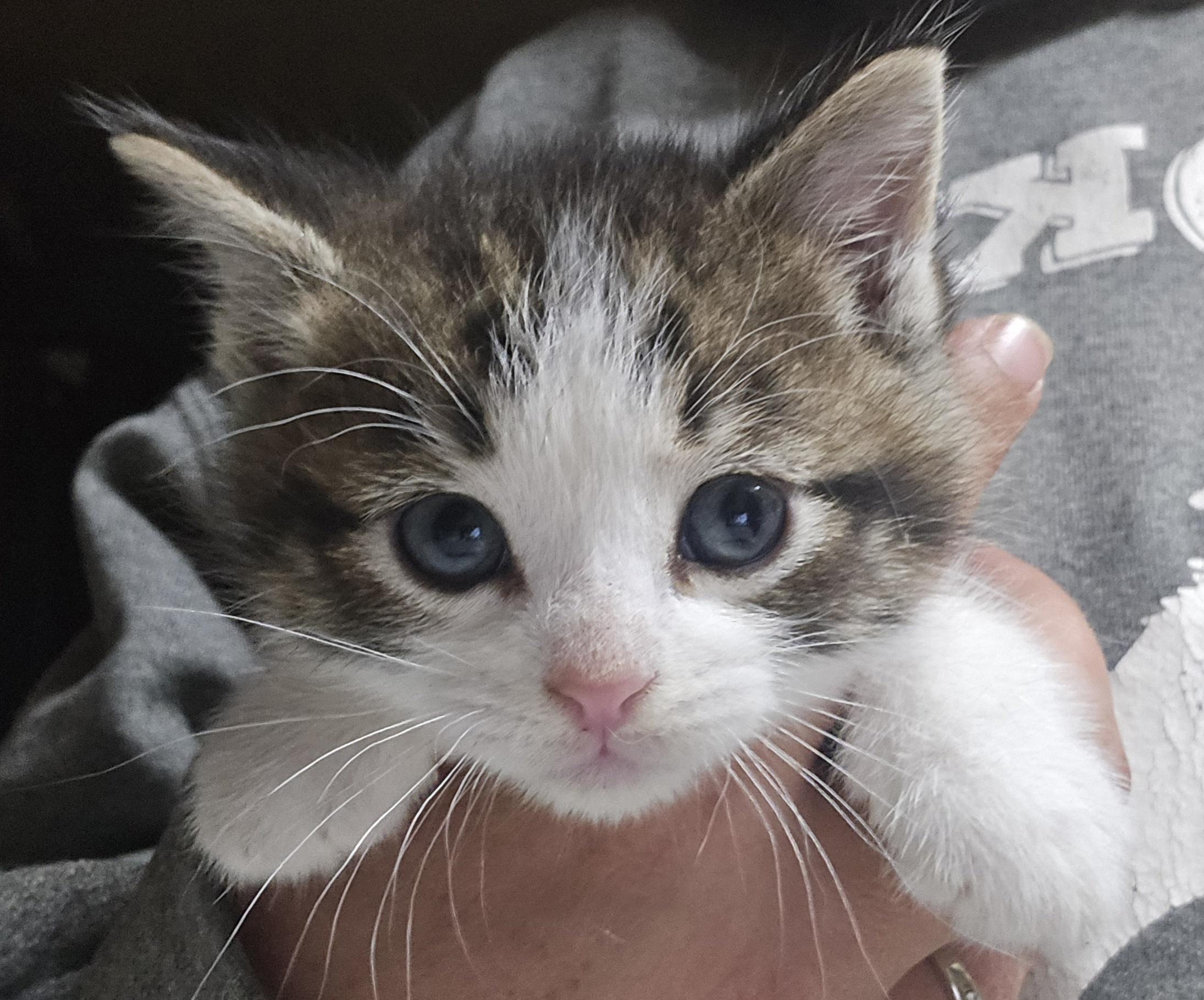 Enlarge Ash, a ADOPTABLE Domestic Short Hair in Keokuk, IA image 2/2