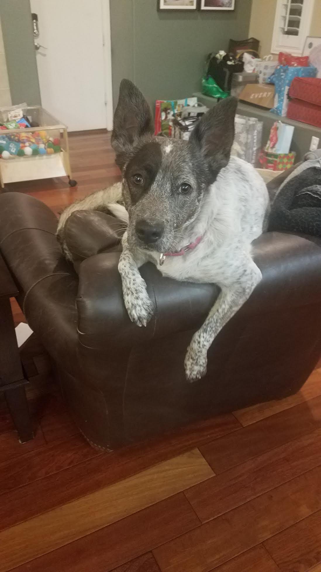 Myra, ADOPTABLE, Adult Female Australian Cattle Dog / Blue Heeler & Pit Bull Terrier.