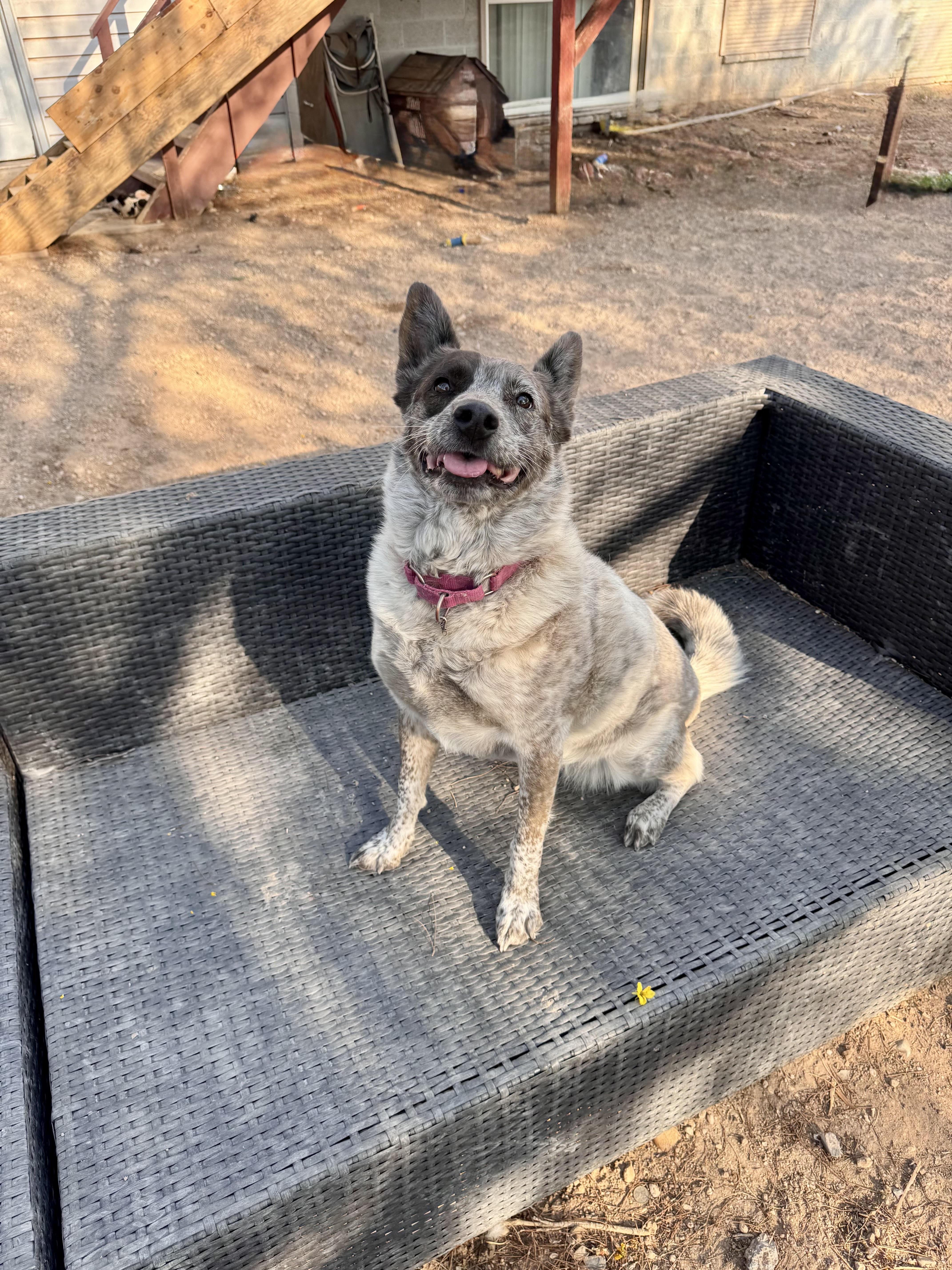 Myra, a ADOPTABLE mixed breed in Las Vegas, NV image 2/3