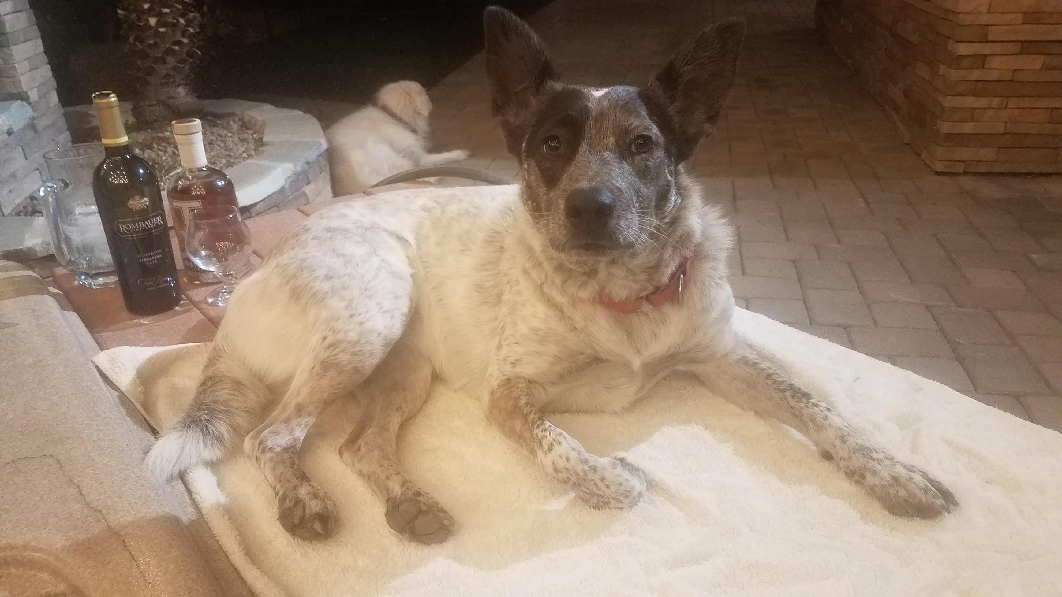 Myra, a ADOPTABLE mixed breed in Las Vegas, NV image 3/3