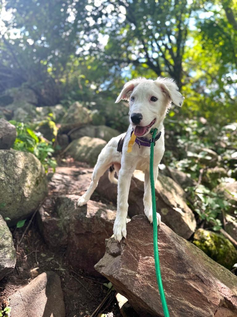 Enlarge Bon Bon, a Adopted mixed breed in Bristol, WI image 1/6