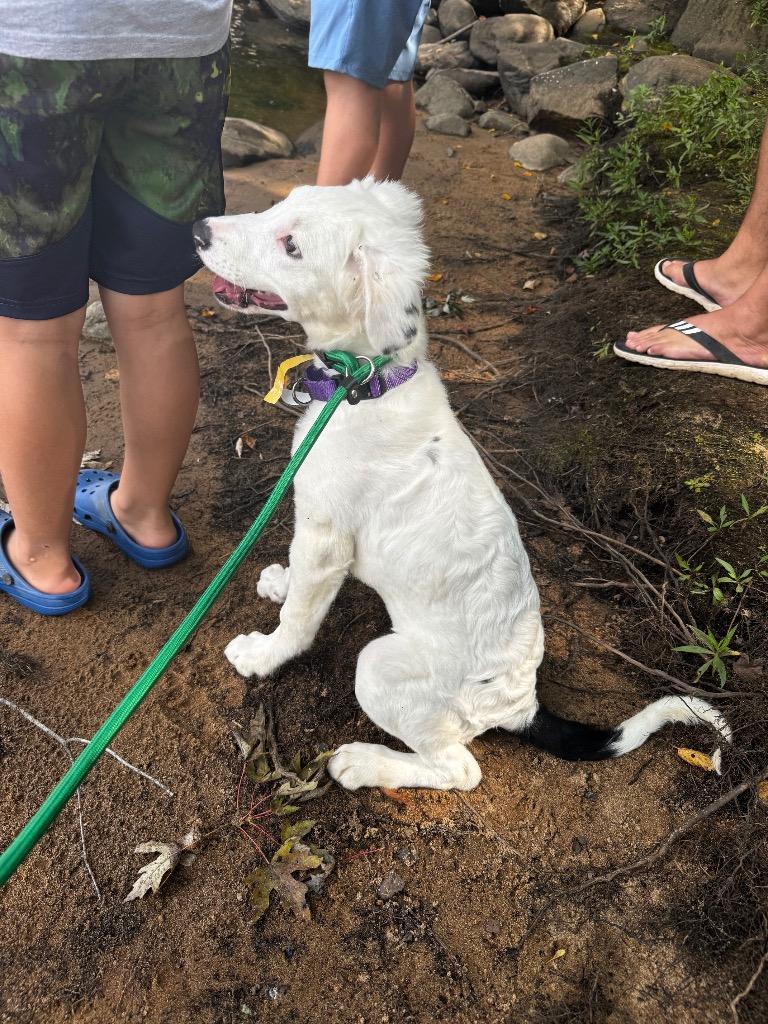 Enlarge Bon Bon, a Adopted mixed breed in Bristol, WI image 2/6
