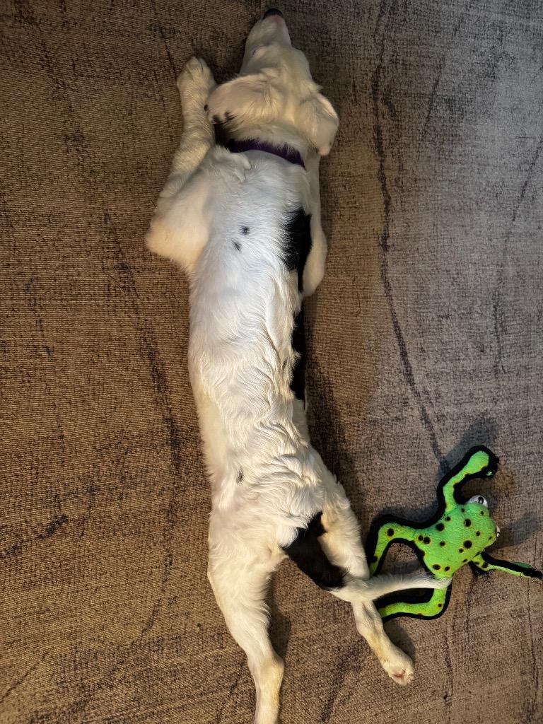 Enlarge Bon Bon, a Adopted mixed breed in Bristol, WI image 3/6