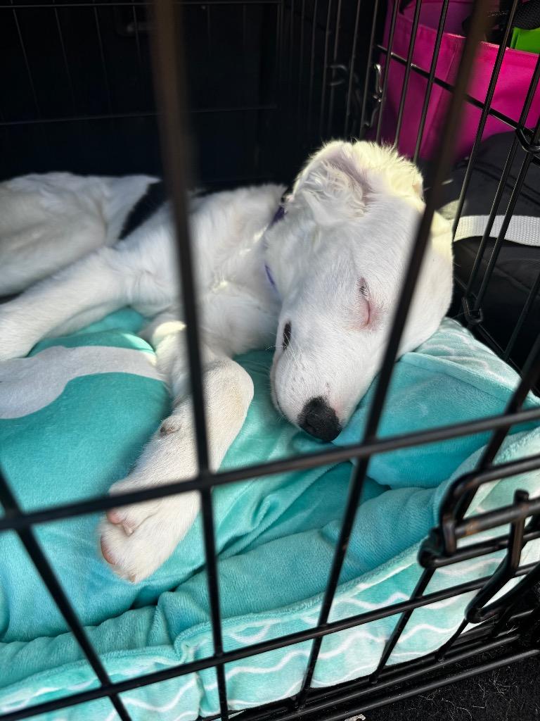 Enlarge Bon Bon, a Adopted mixed breed in Bristol, WI image 4/6