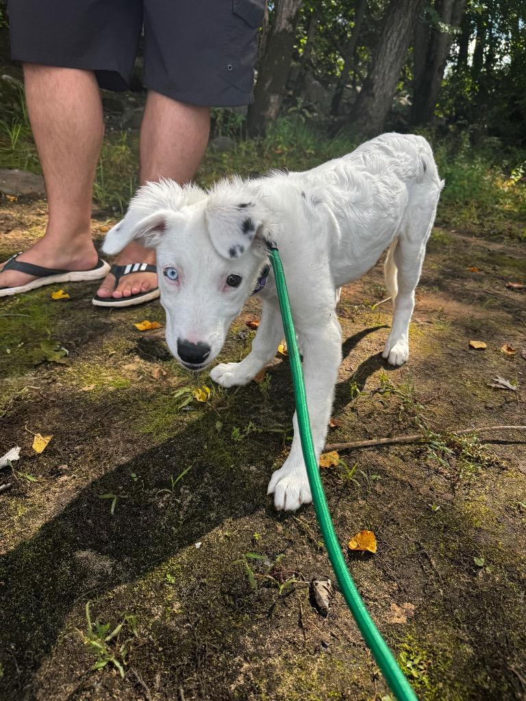 Enlarge Bon Bon, a Adopted mixed breed in Bristol, WI image 5/6