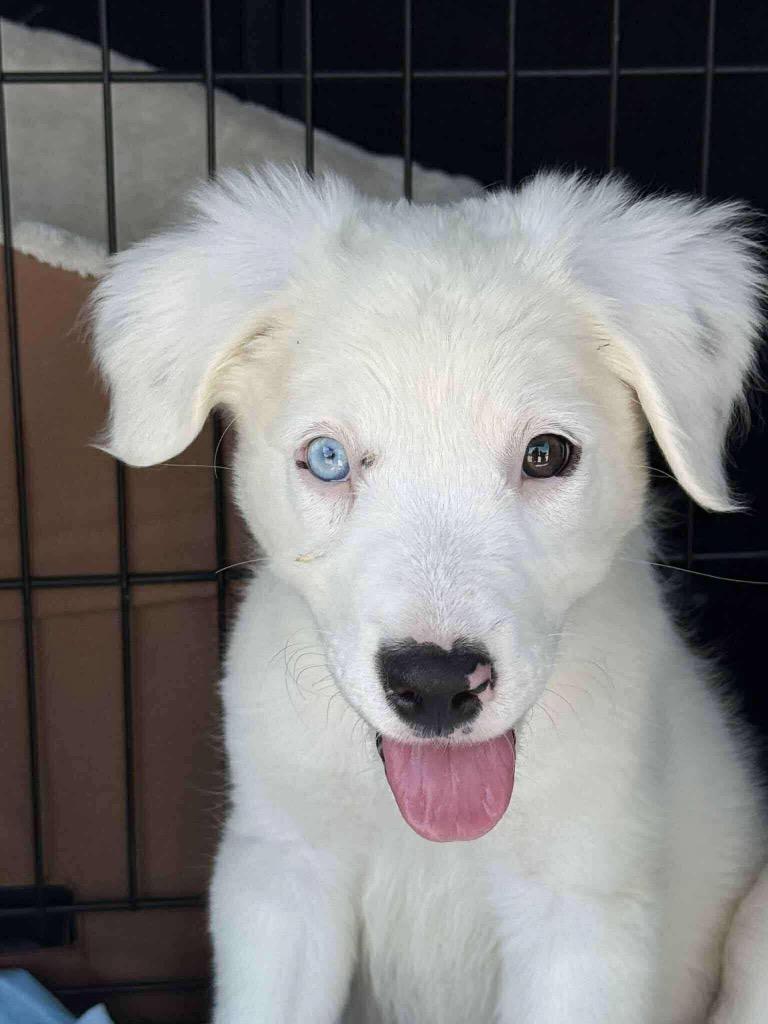 Enlarge Bon Bon, a Adopted mixed breed in Bristol, WI image 6/6