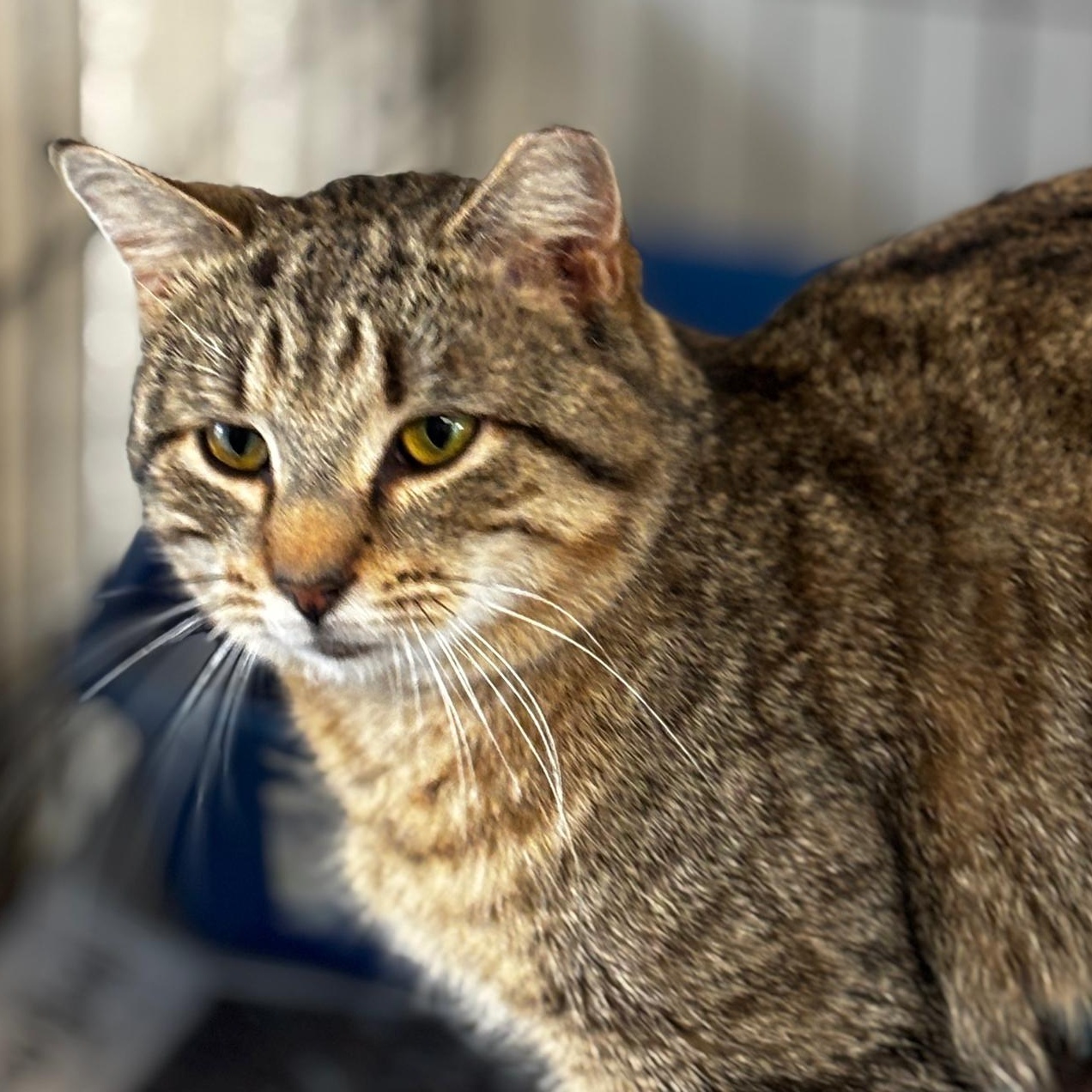 Enlarge Ailey, an adopted Domestic Short Hair in Montclair, NJ image 5/5