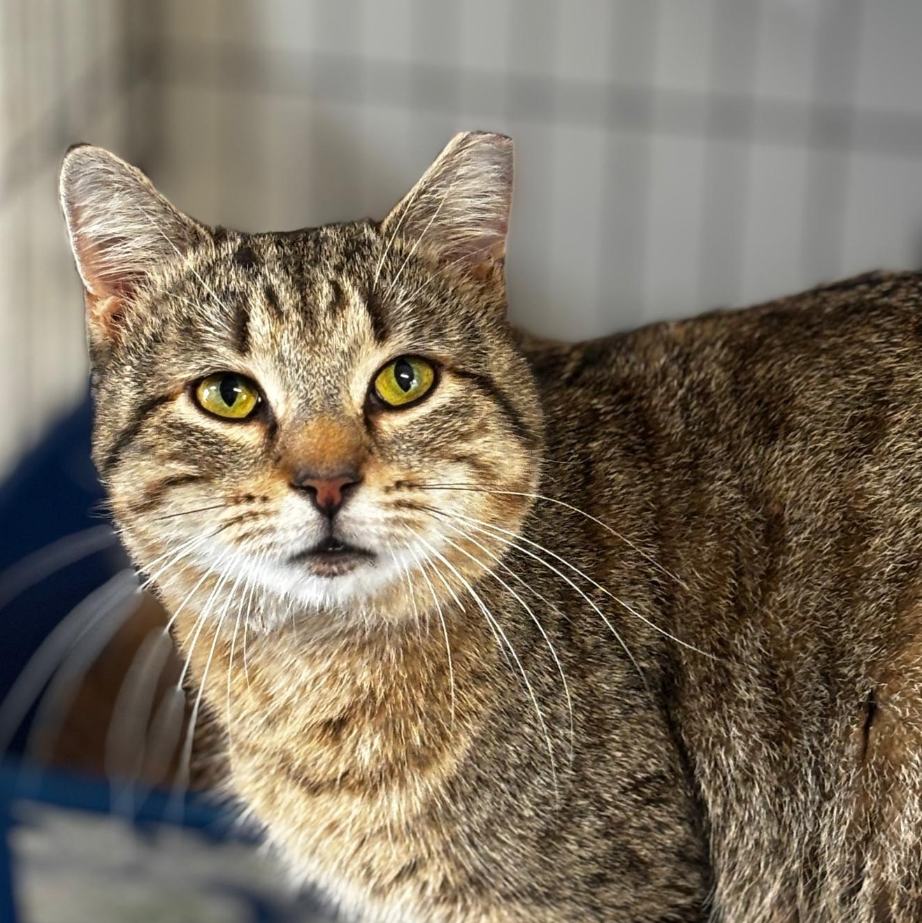 Enlarge Ailey, an adopted Domestic Short Hair in Montclair, NJ image 4/5