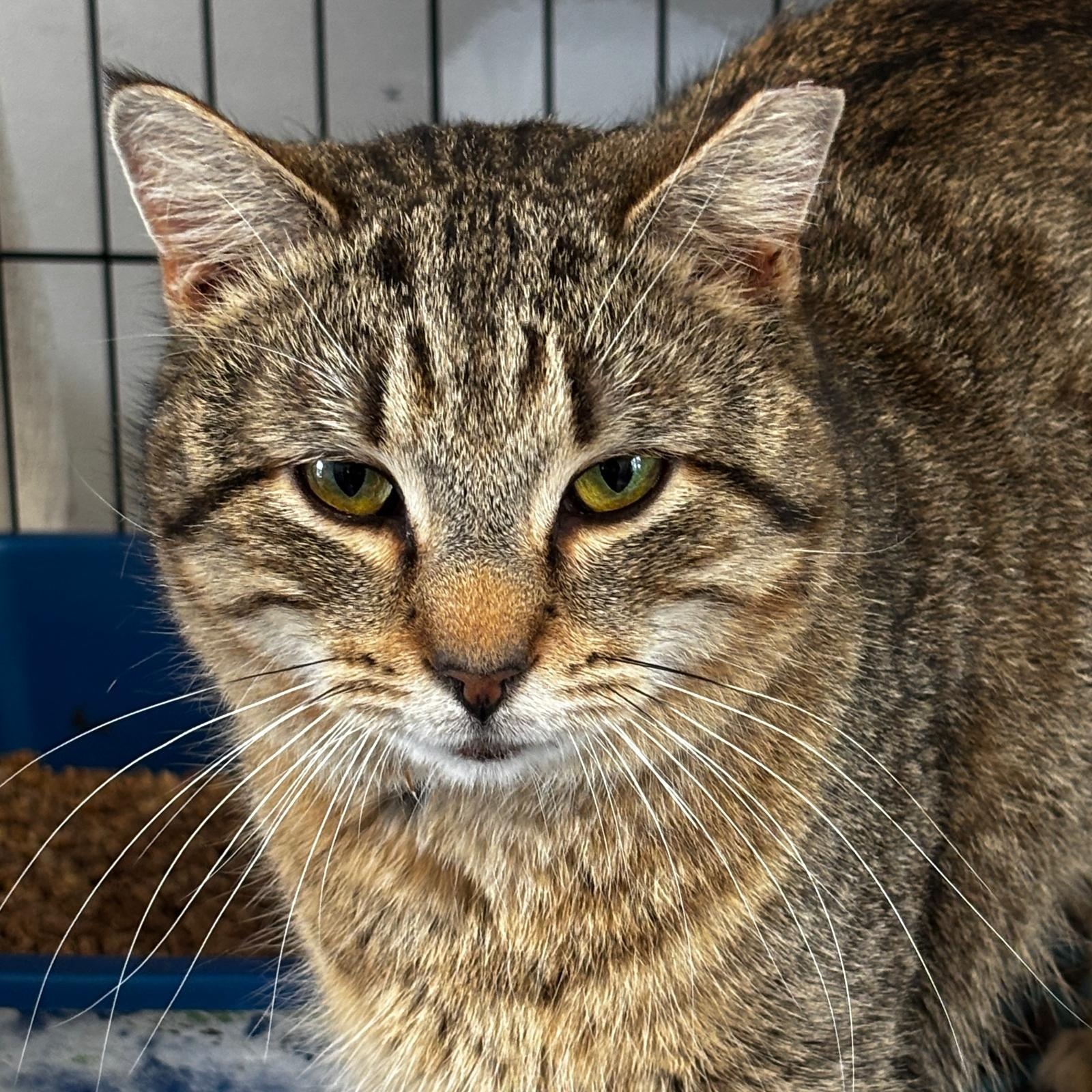 Enlarge Ailey, an adopted Domestic Short Hair in Montclair, NJ image 3/5