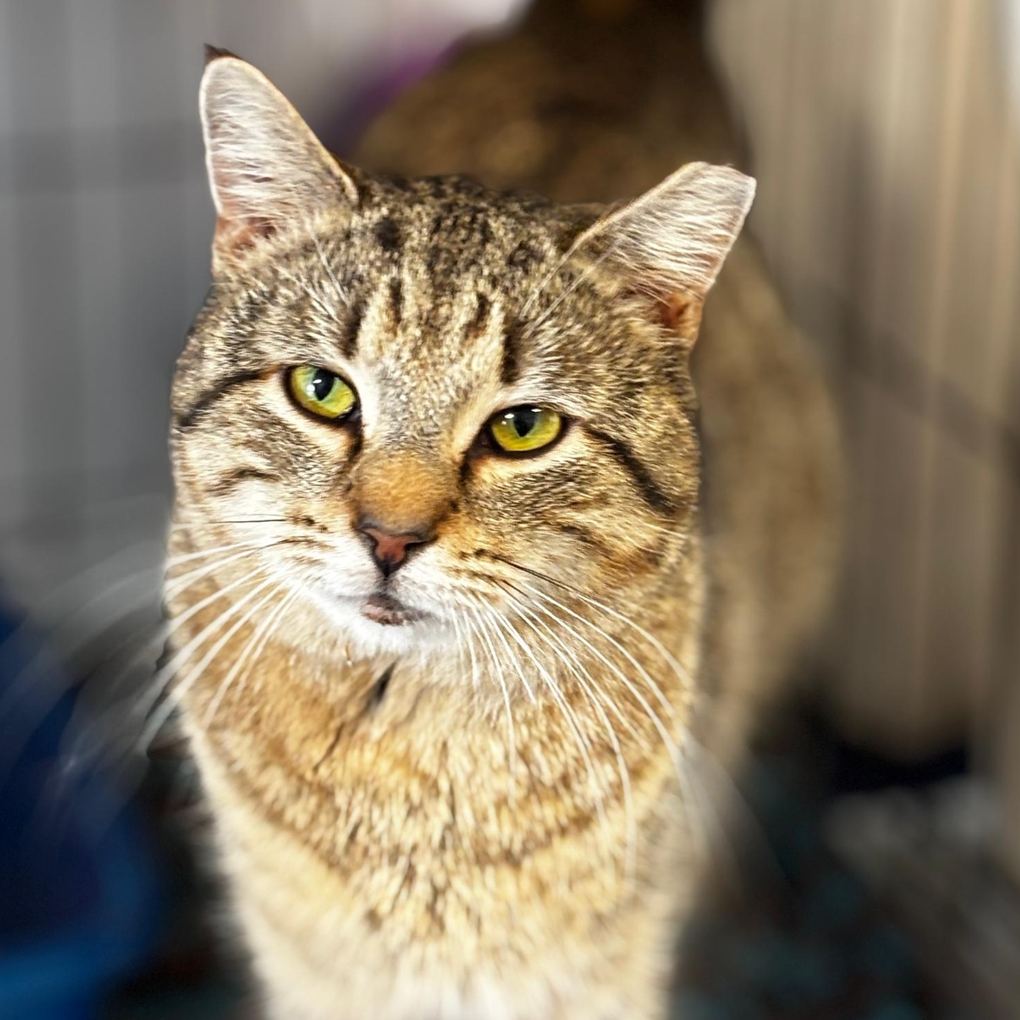 Enlarge Ailey, an adopted Domestic Short Hair in Montclair, NJ image 1/5