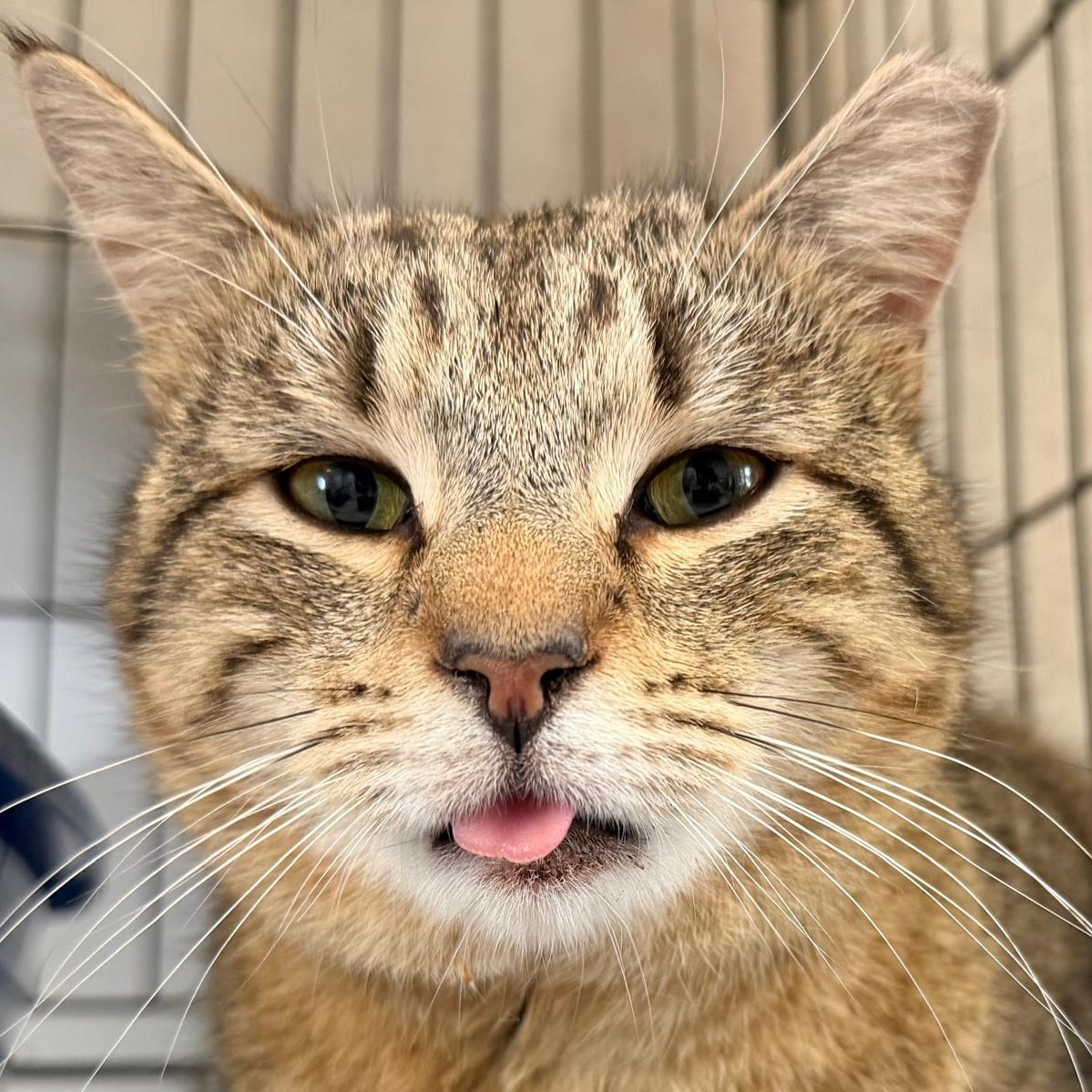 Enlarge Ailey, an adopted Domestic Short Hair in Montclair, NJ image 2/5