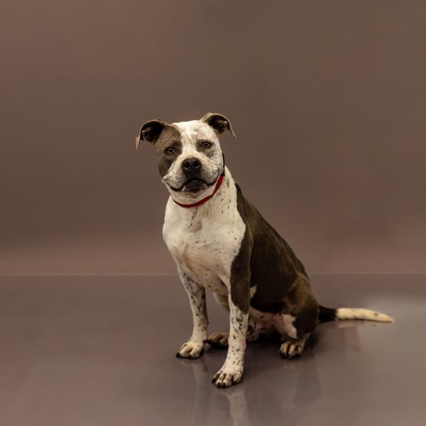 Enlarge Pen 210c Oats Hw+, a Adoptable mixed breed in Lawrenceville, GA image 1/3