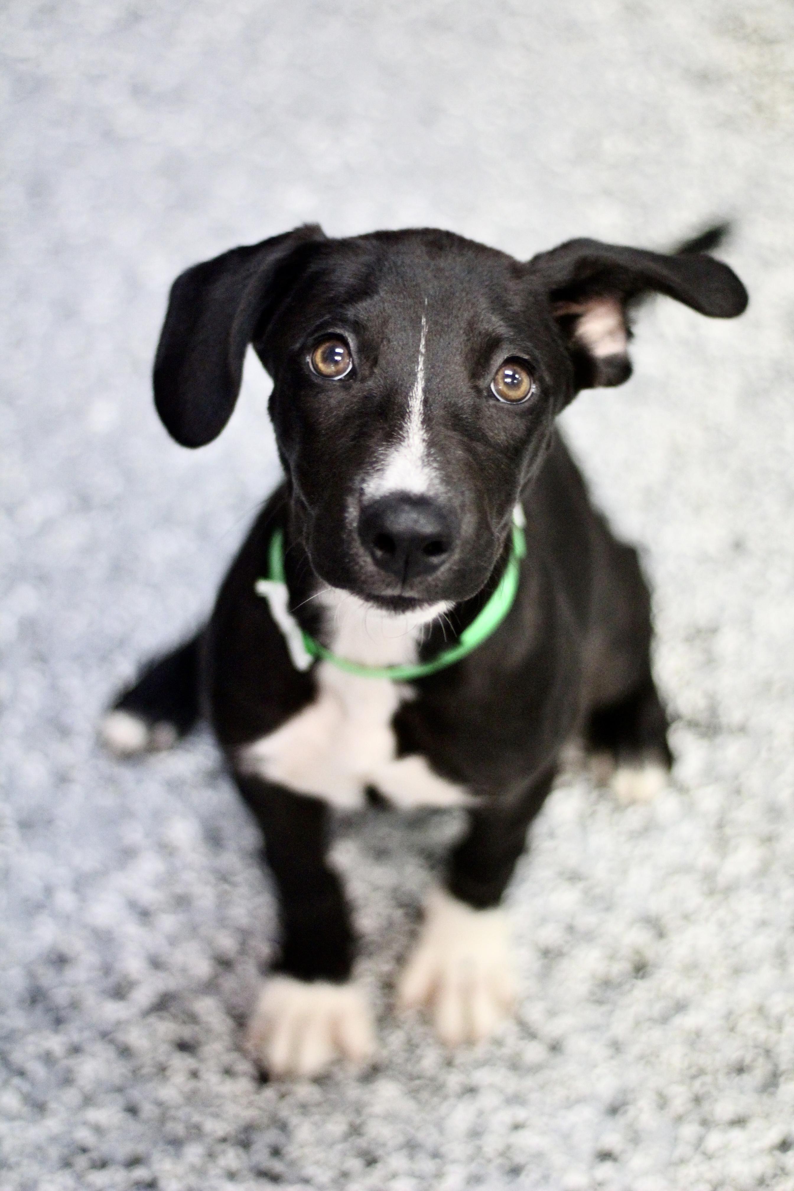 Replica in NH! Come Meet our Adoptable Dogs Wednesday-Saturday. More info in Bio!