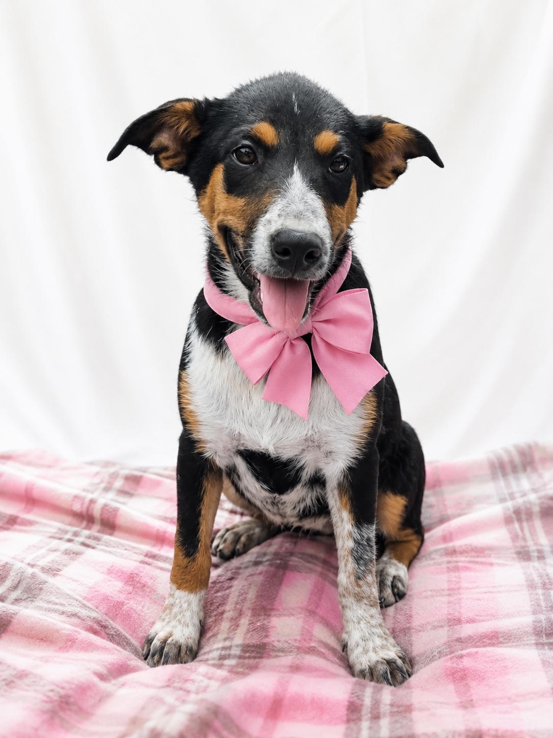 VIDA (designer dog a JACKABEA), Adoptable, Puppy Female Jack Russell Terrier & Beagle.