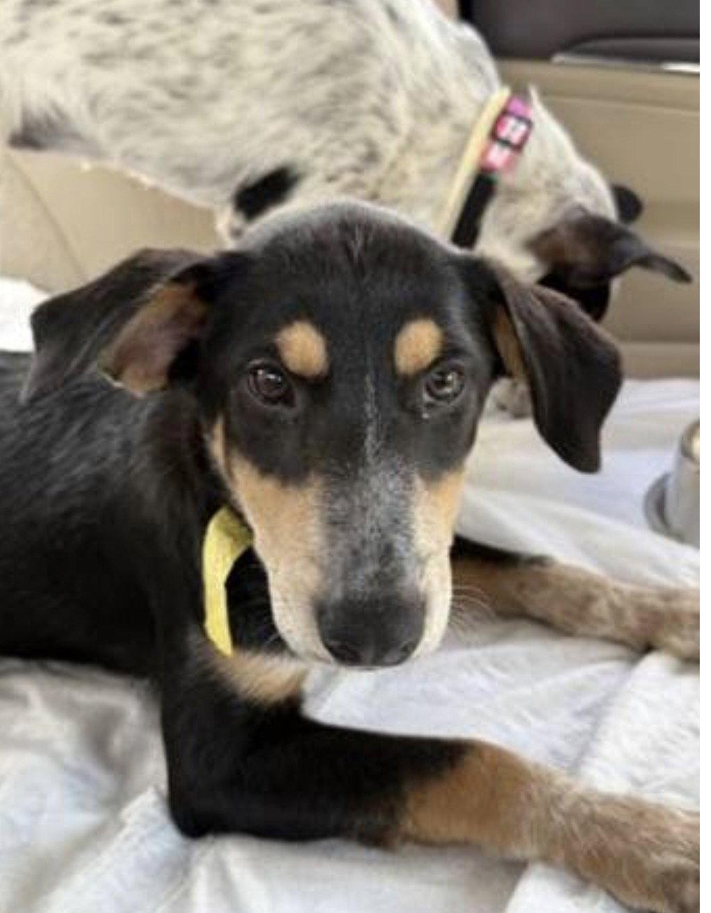 Enlarge VIDA (designer dog a JACKABEA), a Adoptable mixed breed in Mount Laurel, NJ image 3/3