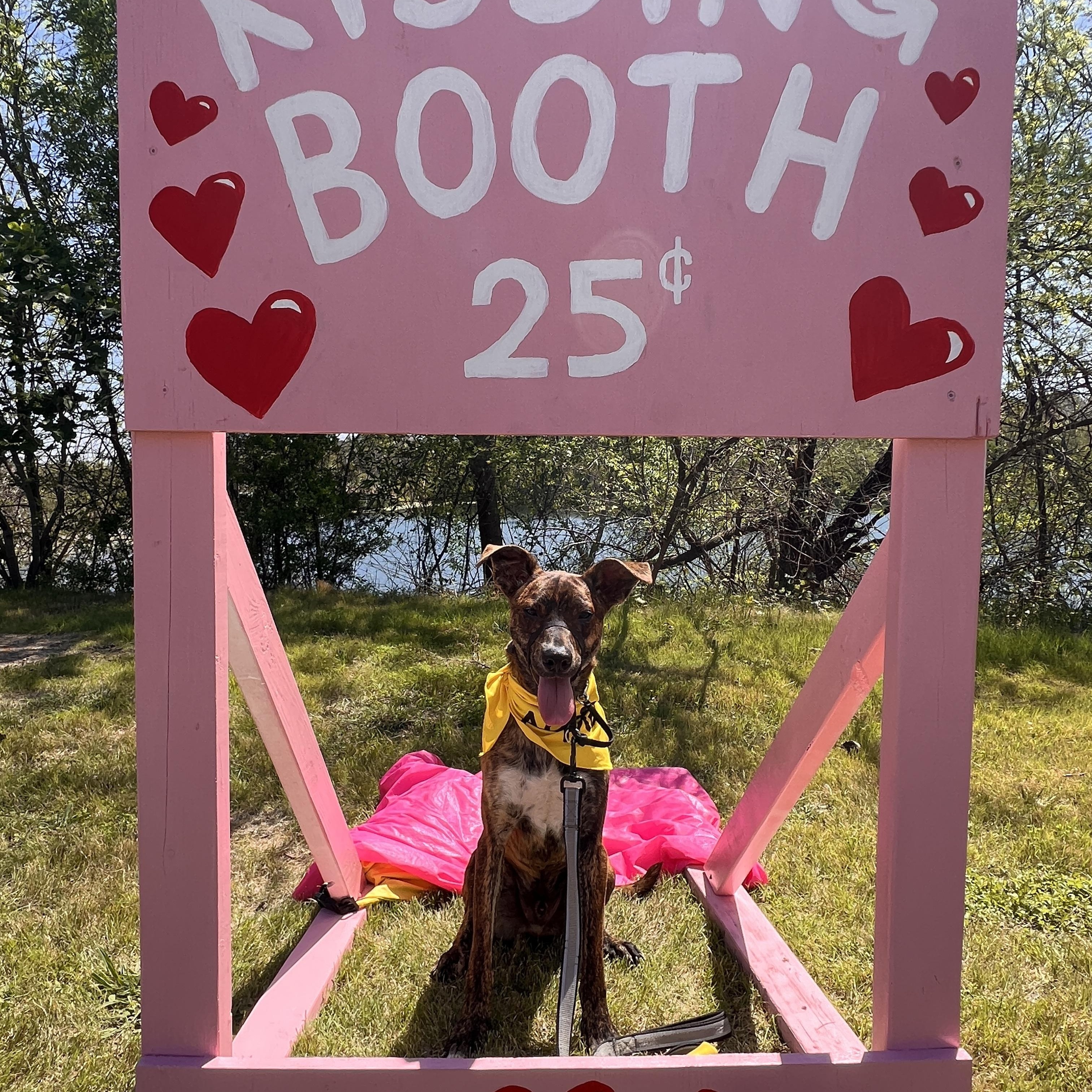 Charlie (San Antonio), Adoptable, Young Male Catahoula Leopard Dog.