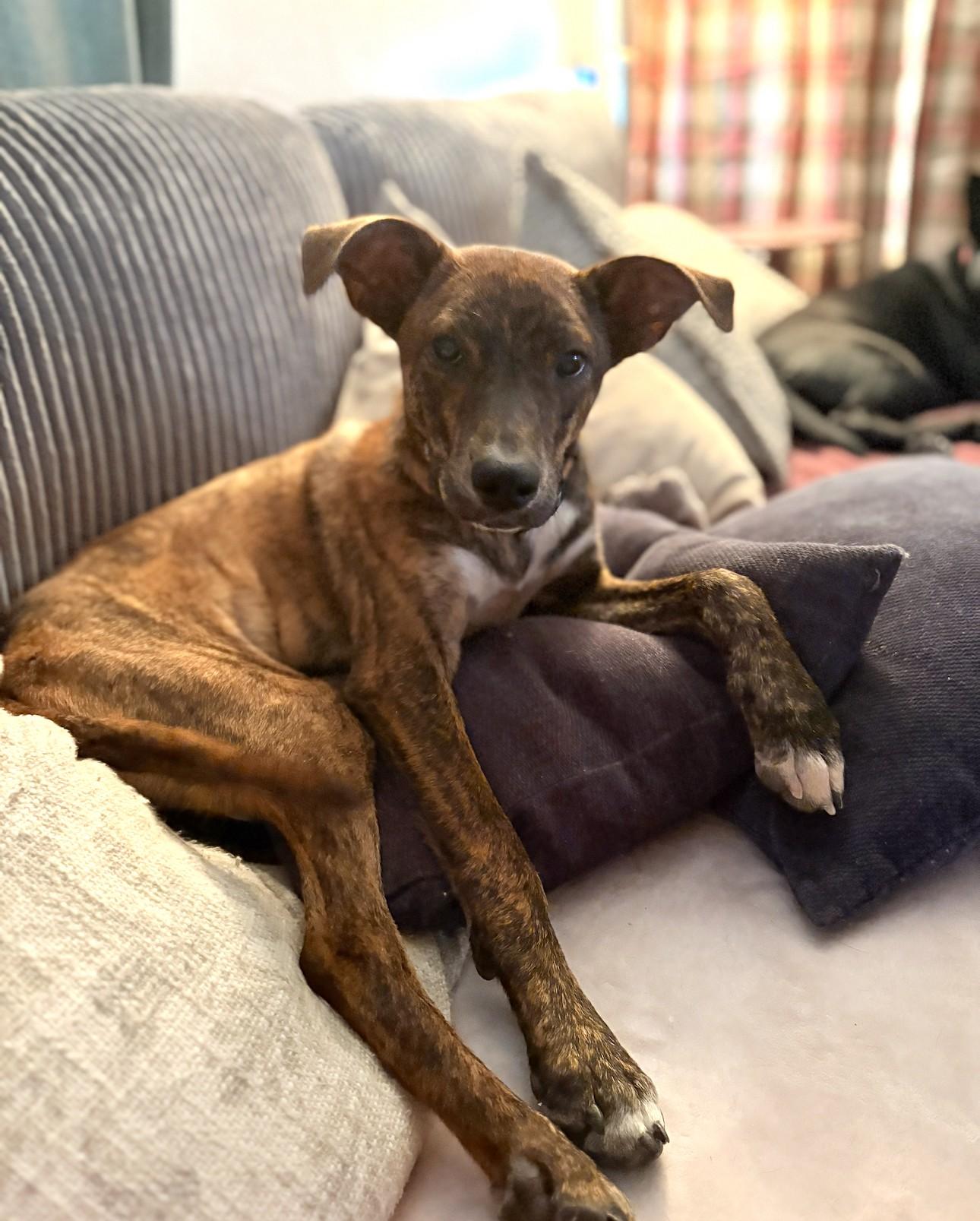 Charlie (San Antonio)