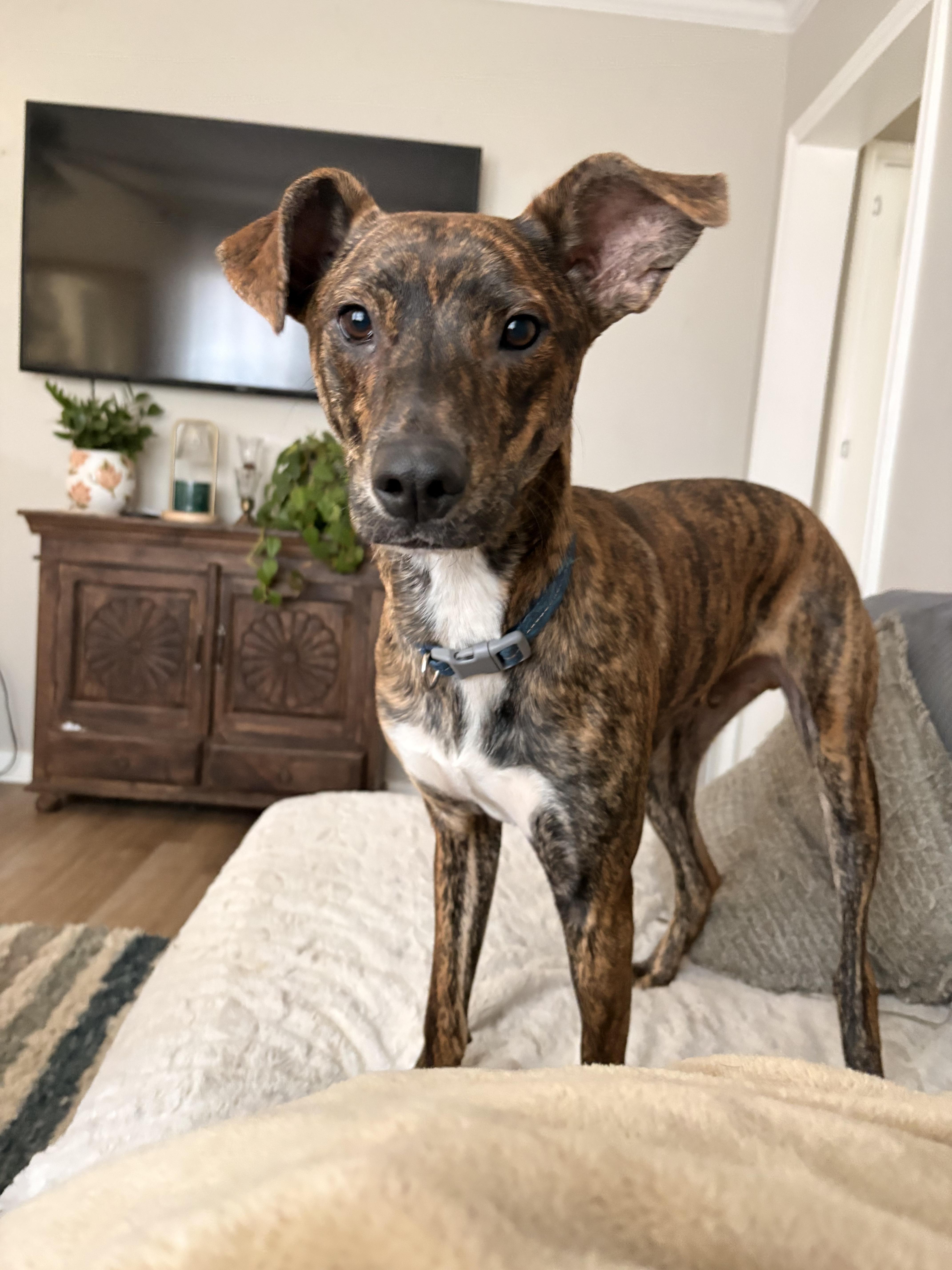 Charlie (San Antonio), a Adoptable Catahoula Leopard Dog in San Antonio , TX image 3/6