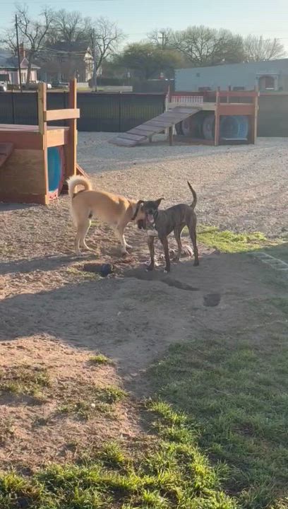 Enlarge Charlie (San Antonio), a Adoptable Catahoula Leopard Dog in San Antonio , TX video 6/6