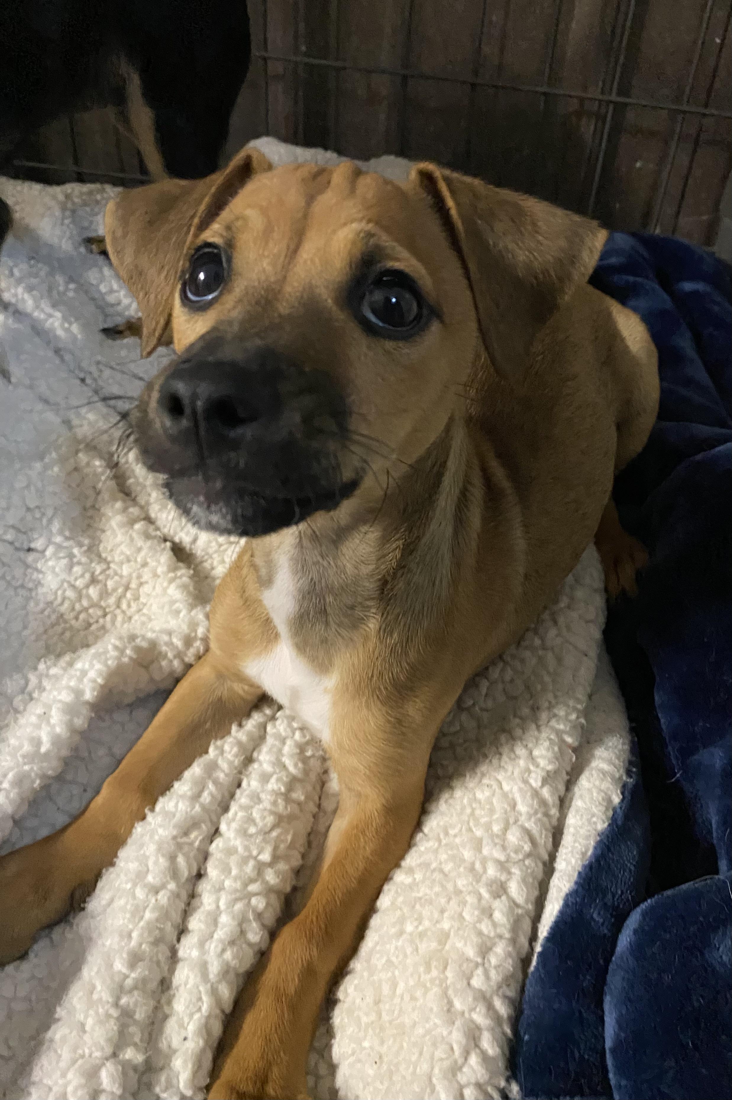 Enlarge Rudy, a ADOPTABLE mixed breed in Polson, MT image 2/2