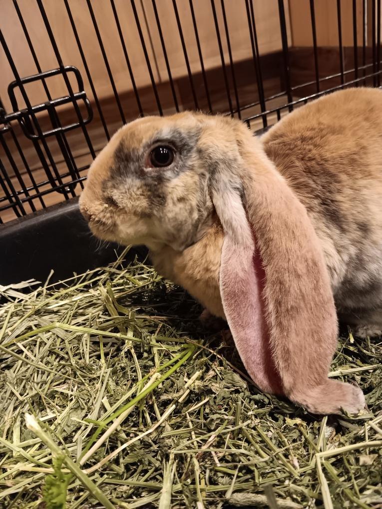 Edan, Adopted, Young Male English Lop.