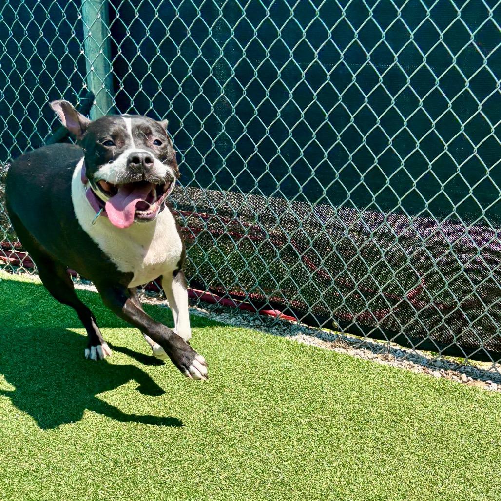 Midge, Adoptable, Adult Female Pit Bull Terrier.