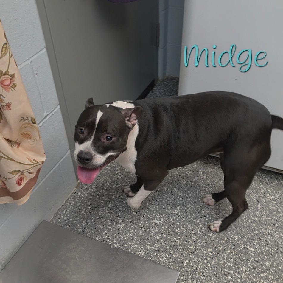Midge, a Adoptable Pit Bull Terrier in Parkersburg, WV image 2/6