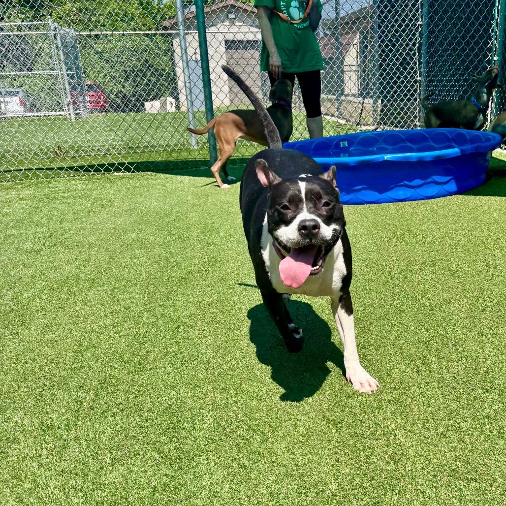 Midge, a Adoptable Pit Bull Terrier in Parkersburg, WV image 3/6