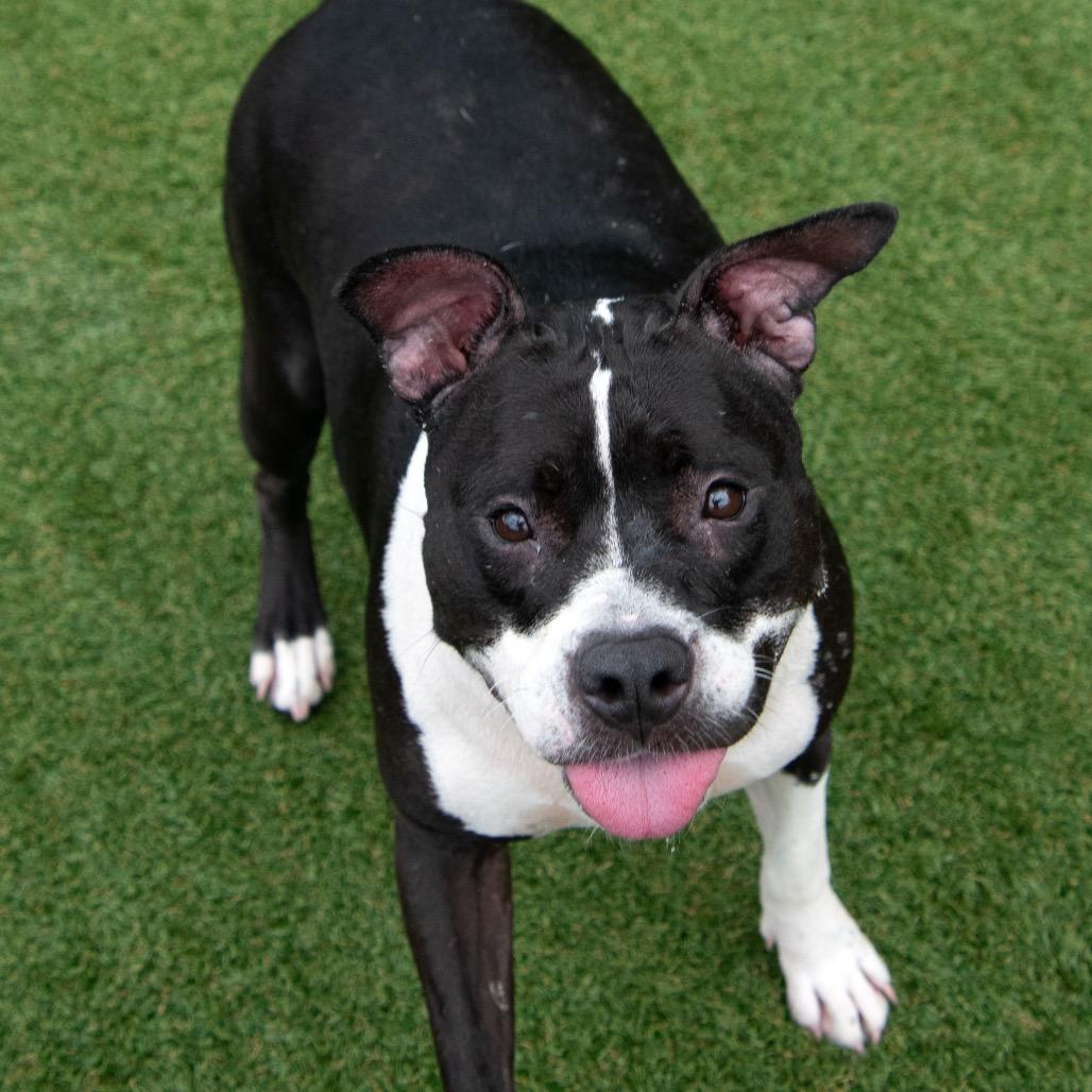 Midge, a Adoptable Pit Bull Terrier in Parkersburg, WV image 4/6