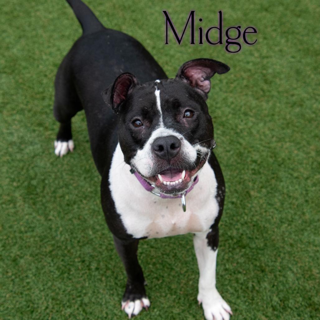 Midge, a Adoptable Pit Bull Terrier in Parkersburg, WV image 5/6