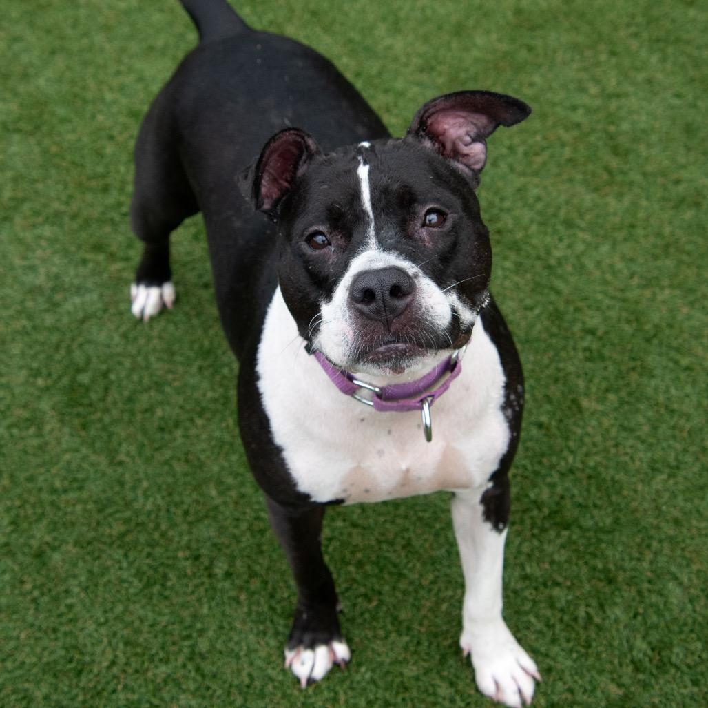 Midge, a Adoptable Pit Bull Terrier in Parkersburg, WV image 6/6