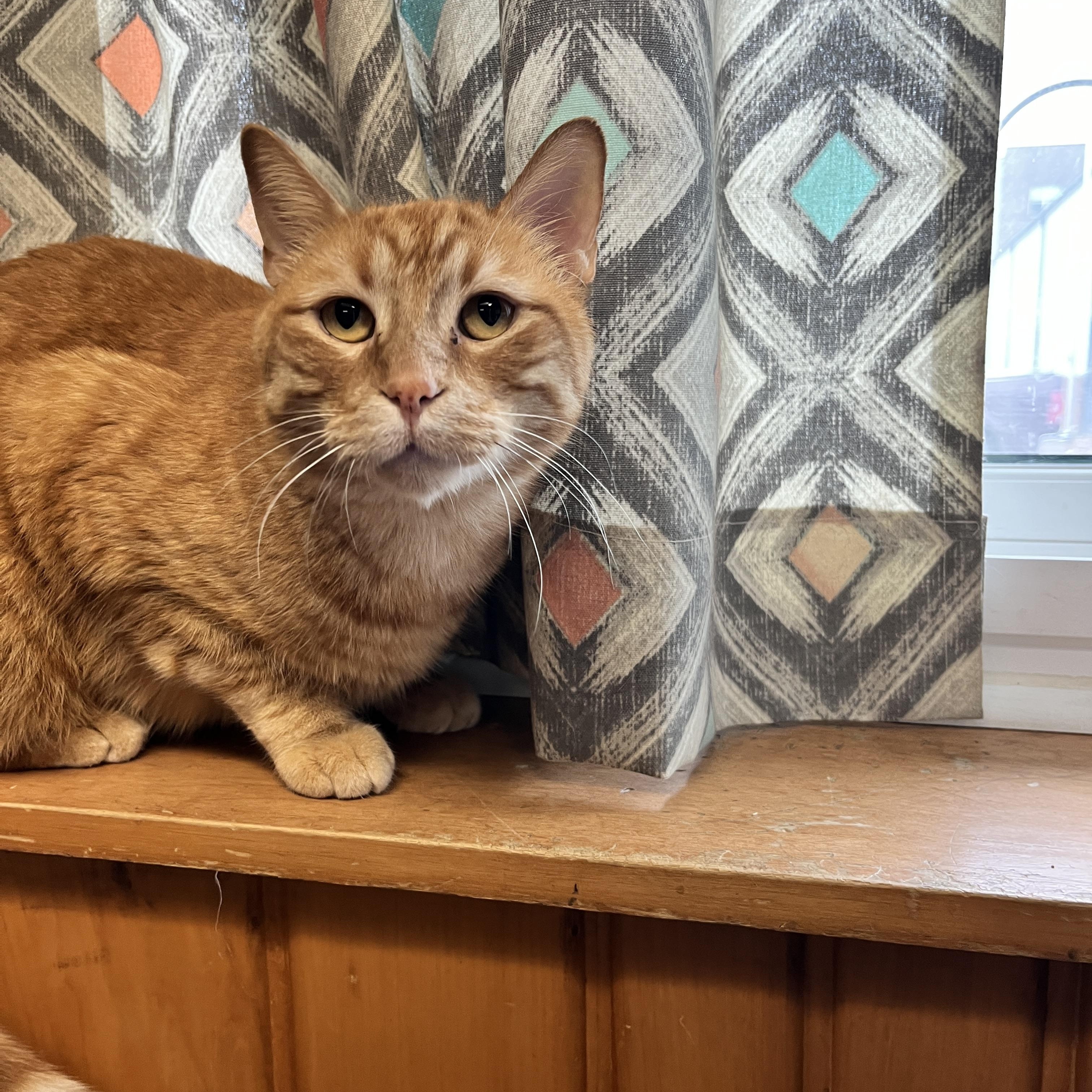 Templeton, an adoptable Domestic Short Hair in Des Moines, IA, 50320 | Photo Image 3