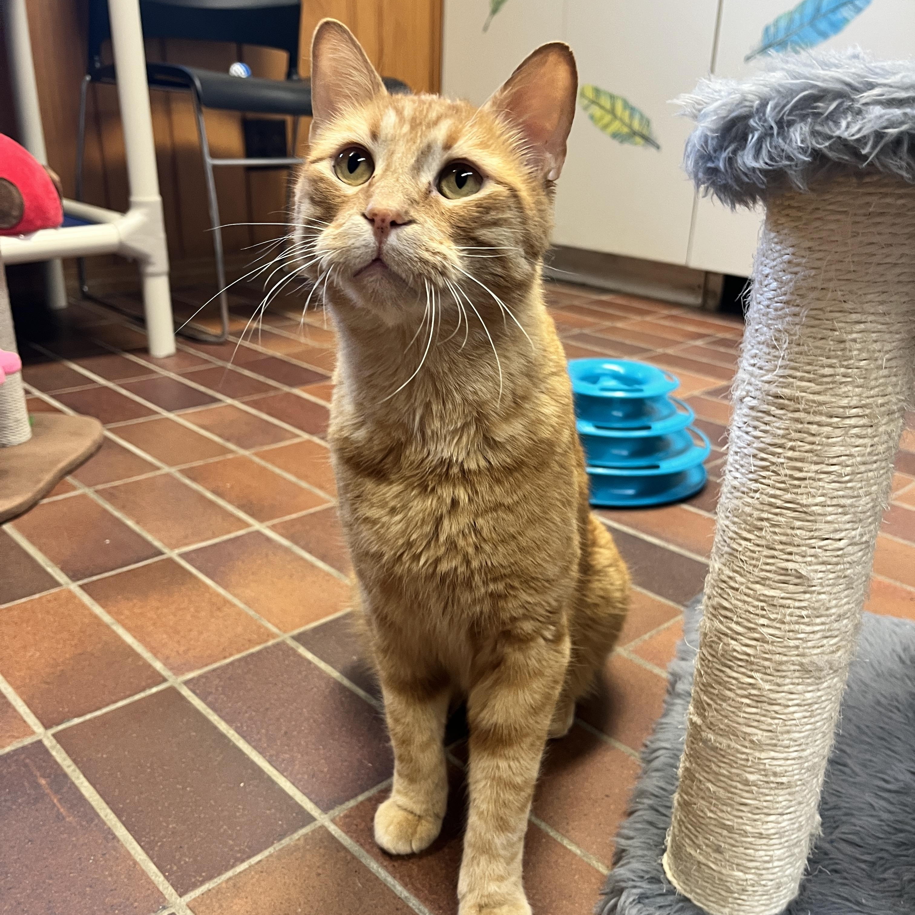 Templeton, an adoptable Domestic Short Hair in Des Moines, IA, 50320 | Photo Image 4