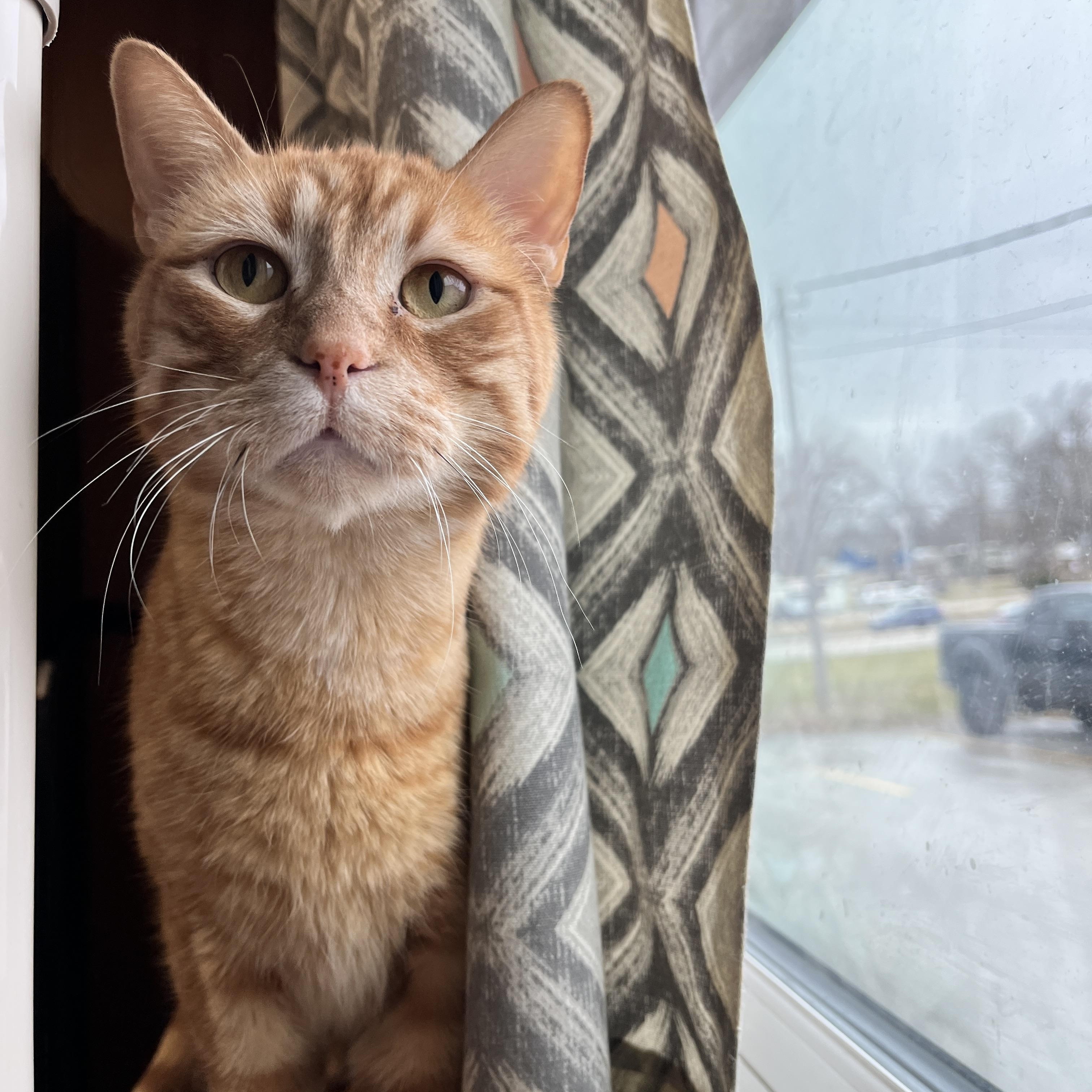 Templeton, Adult Male Domestic Short Hair