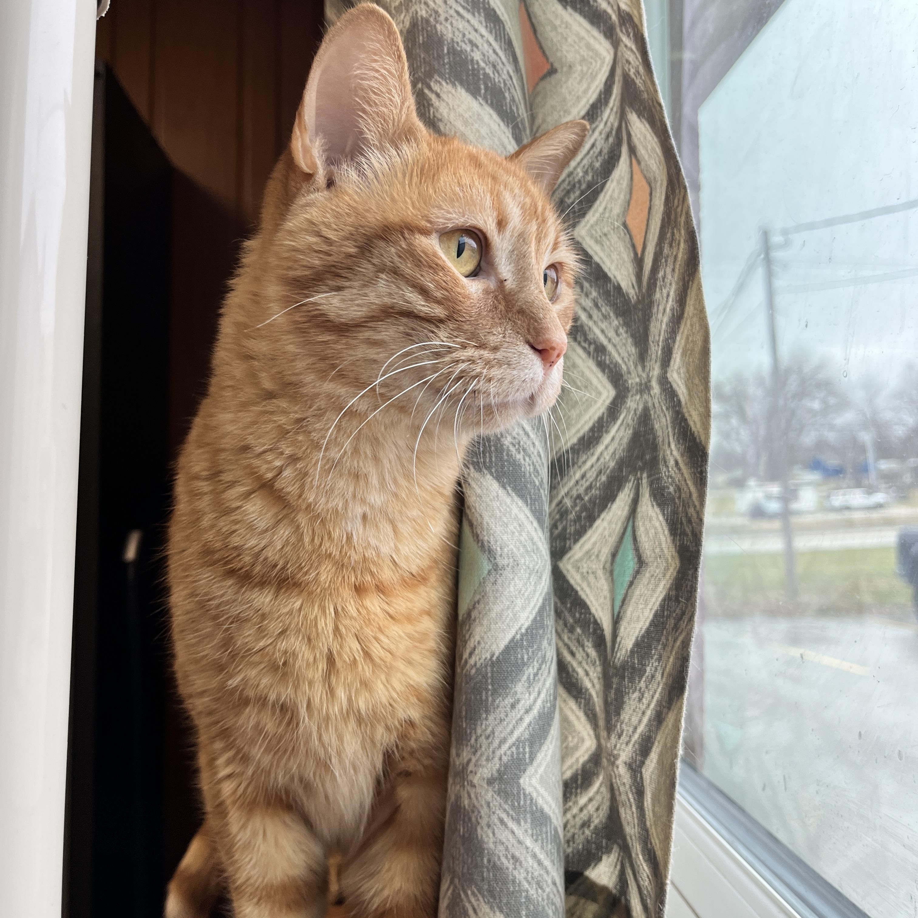 Templeton, an adoptable Domestic Short Hair in Des Moines, IA, 50320 | Photo Image 5