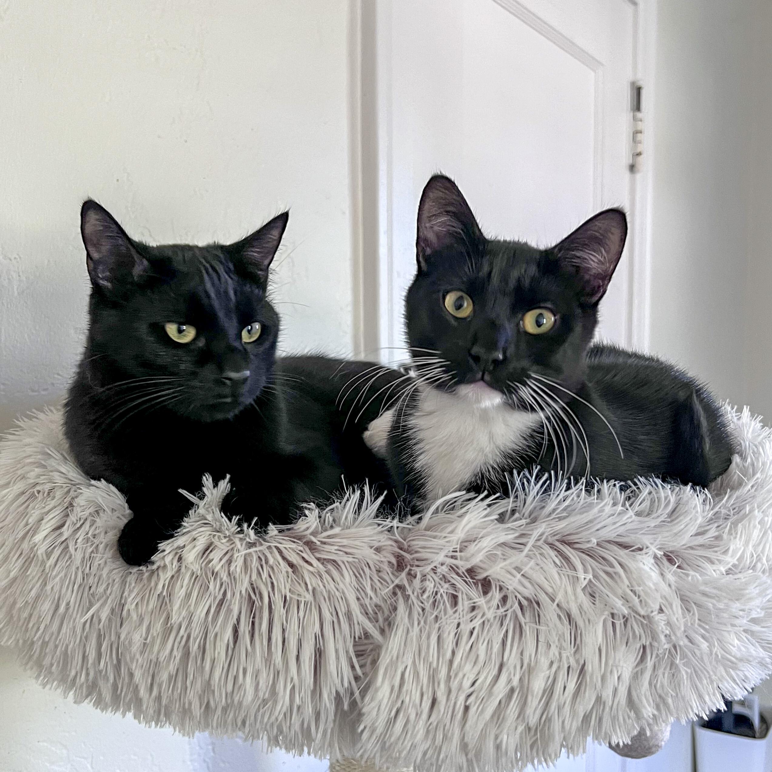 Enlarge Eddy, an adoptable mixed breed in Pullman, WA image 2/6