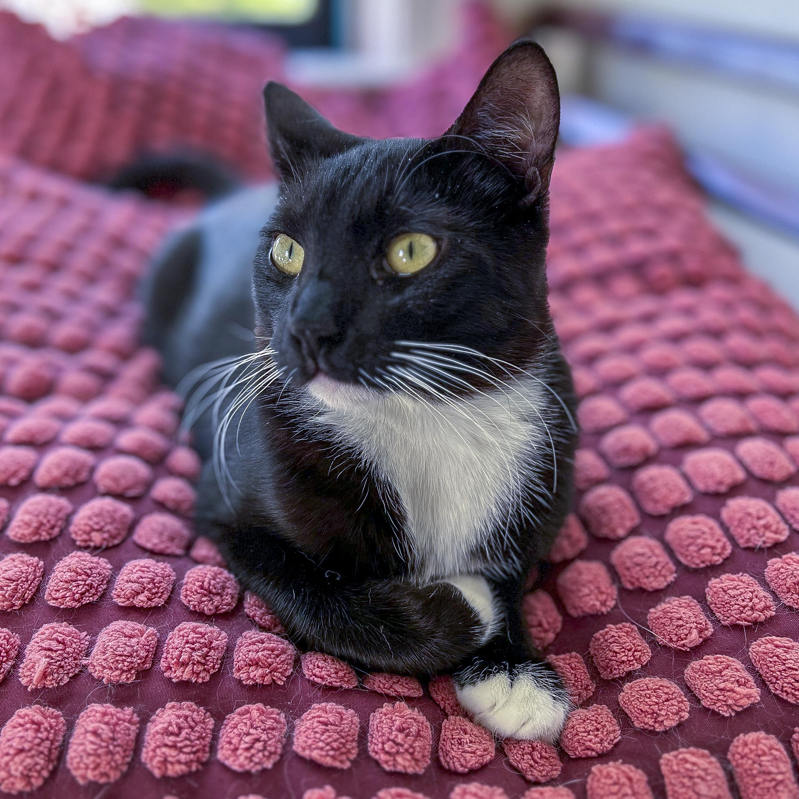 Enlarge Eddy, an adoptable mixed breed in Pullman, WA image 3/6