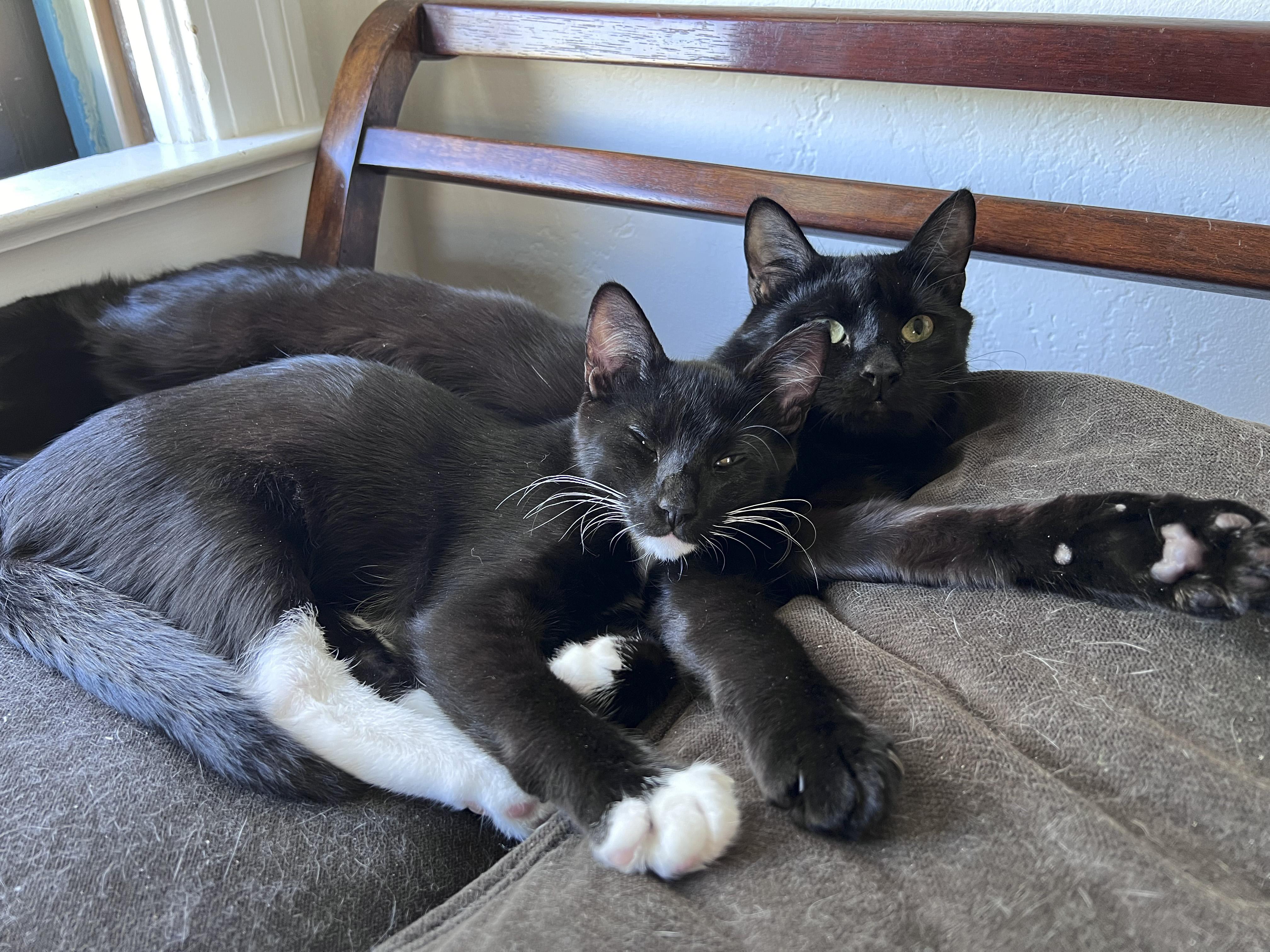 Enlarge Eddy, an adoptable mixed breed in Pullman, WA image 4/6