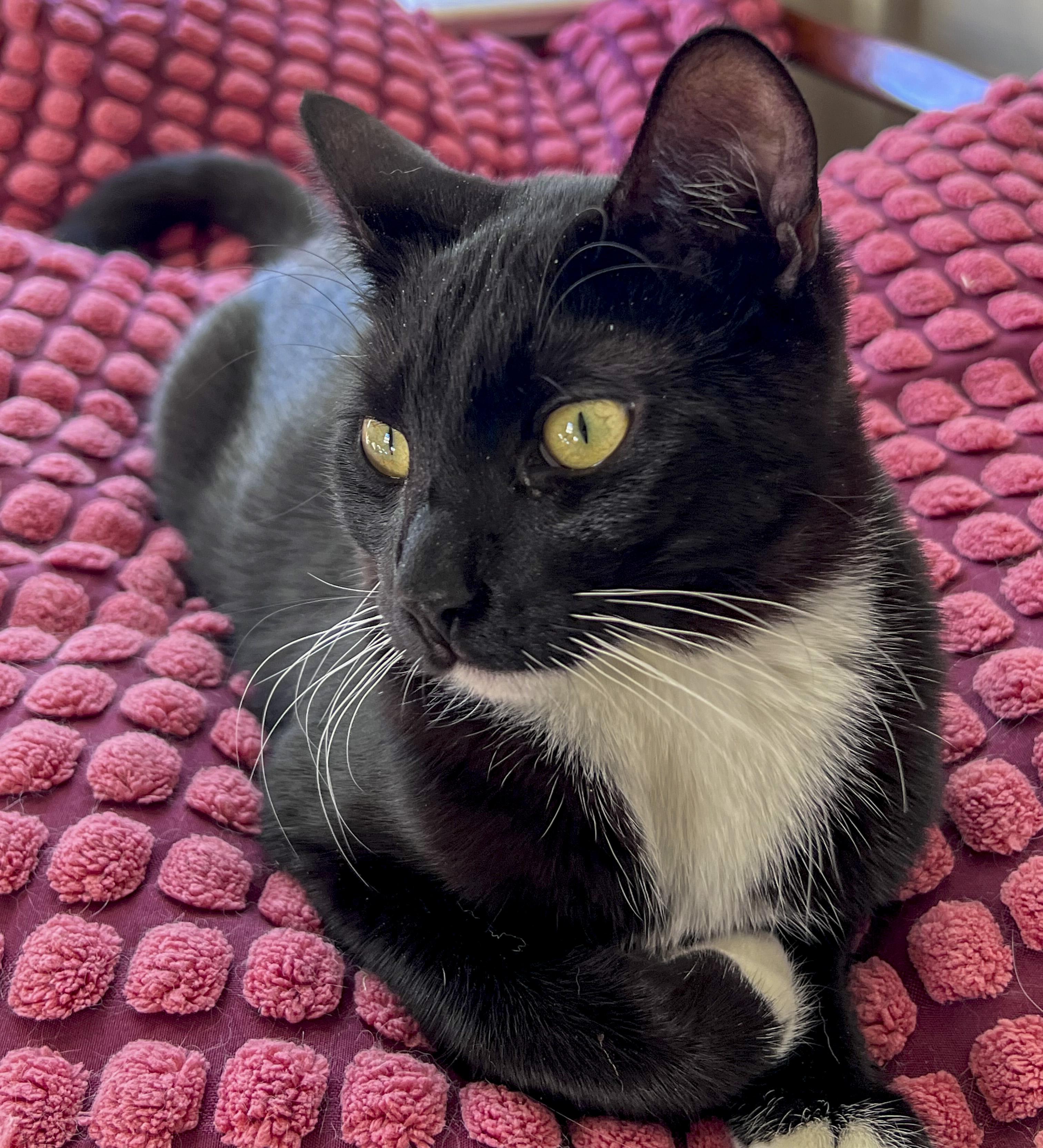 Enlarge Eddy, an adoptable mixed breed in Pullman, WA image 5/6