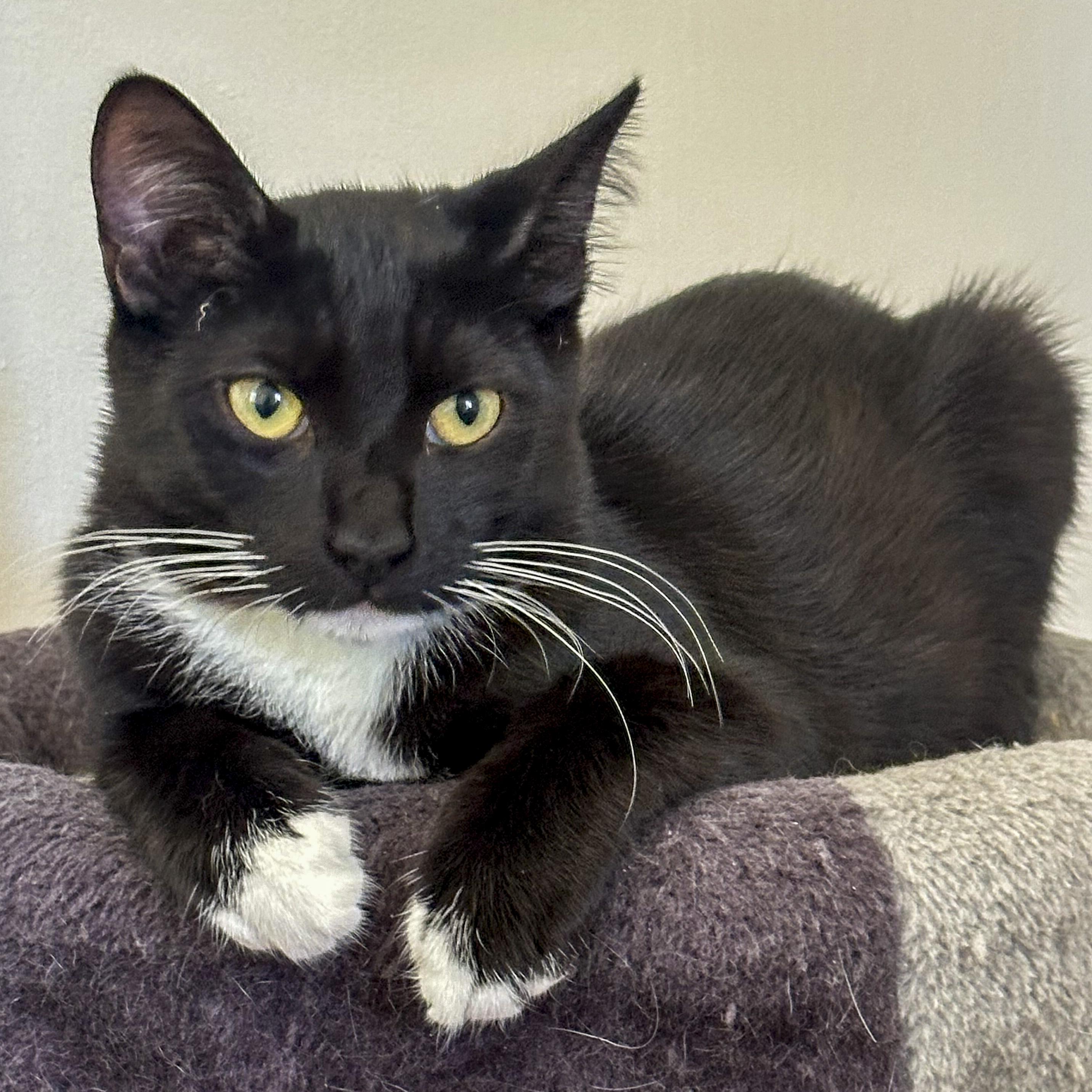 Eddy, adoptable, Young Male Domestic Short Hair & Tuxedo.