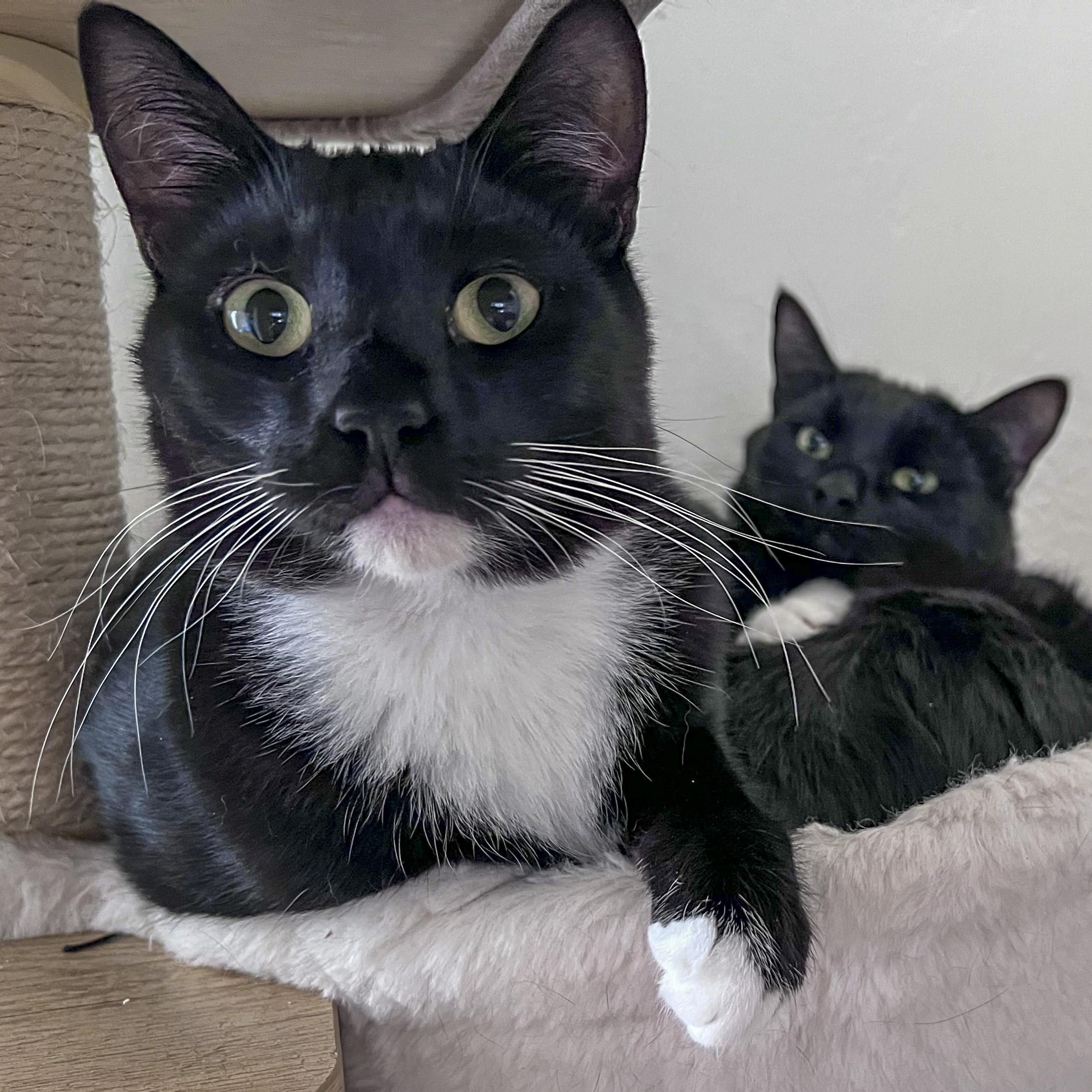 Enlarge Eddy, an adoptable mixed breed in Pullman, WA image 6/6