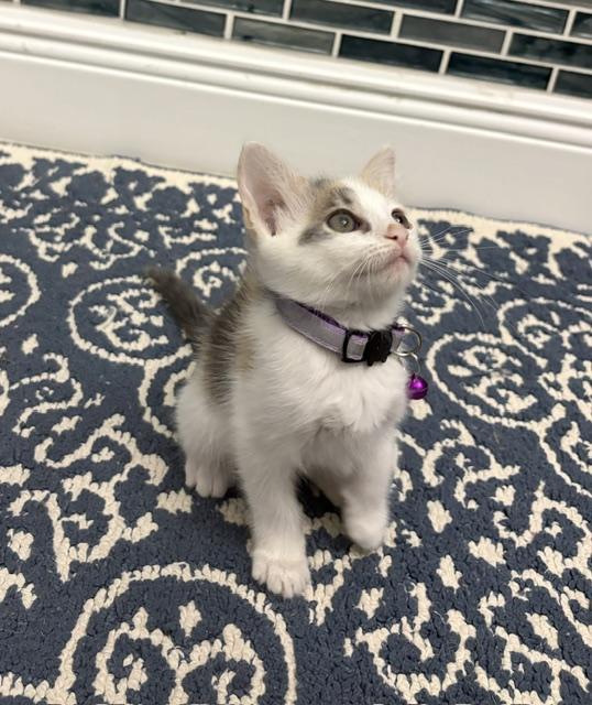 Leia (princess), an adopted mixed breed in Maitland, FL image 5/6