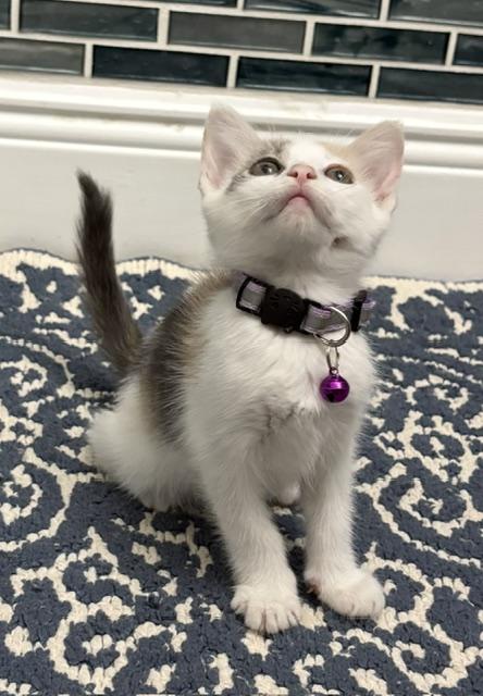 Leia (princess), an adopted mixed breed in Maitland, FL image 6/6