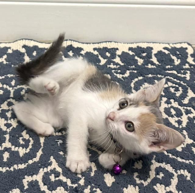 Leia (princess), adopted, Kitten Female Dilute Calico & Calico.