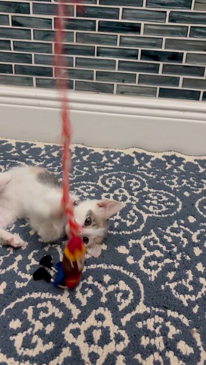 Enlarge Leia (princess), an adopted mixed breed in Maitland, FL video 2/6