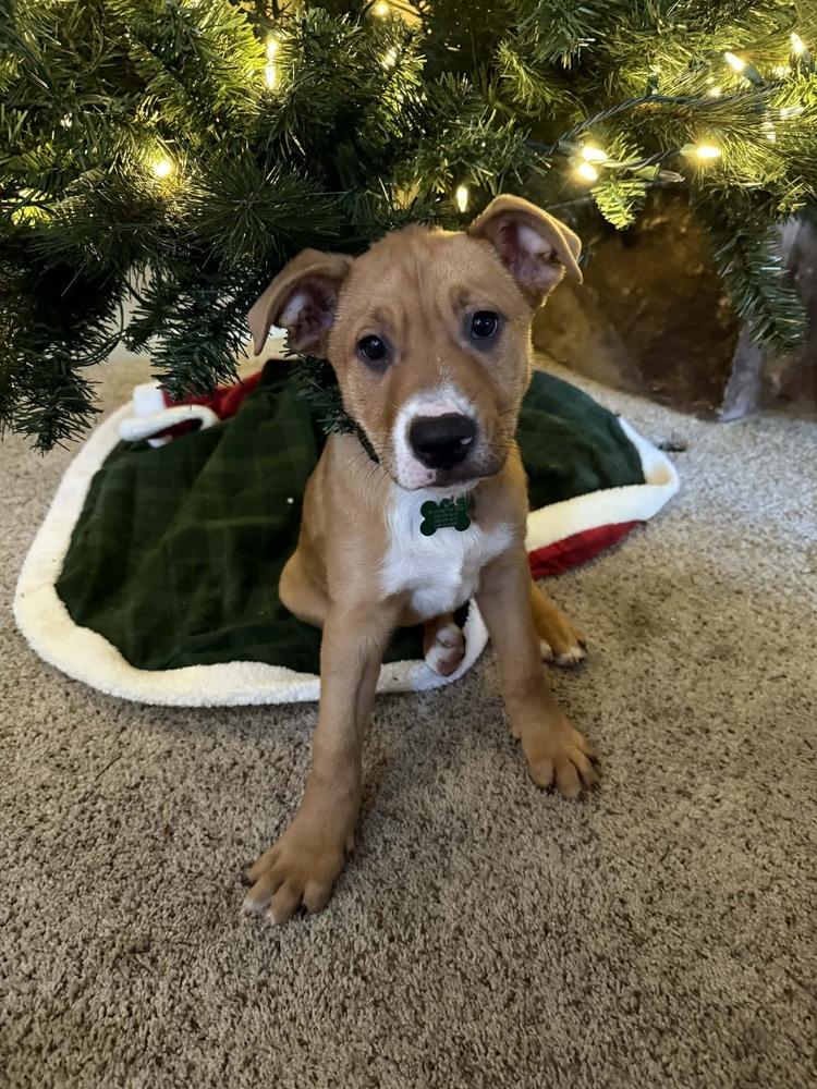 Clark, Adoptable, Puppy Male Mixed Breed.