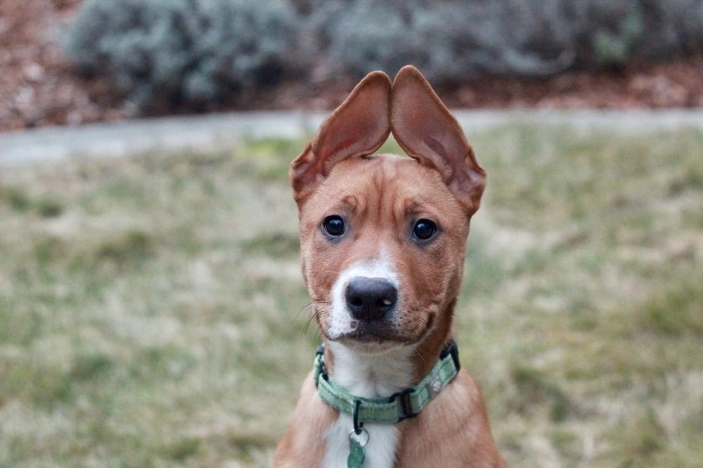 Clark, Adoptable, Puppy Male Mixed Breed.
